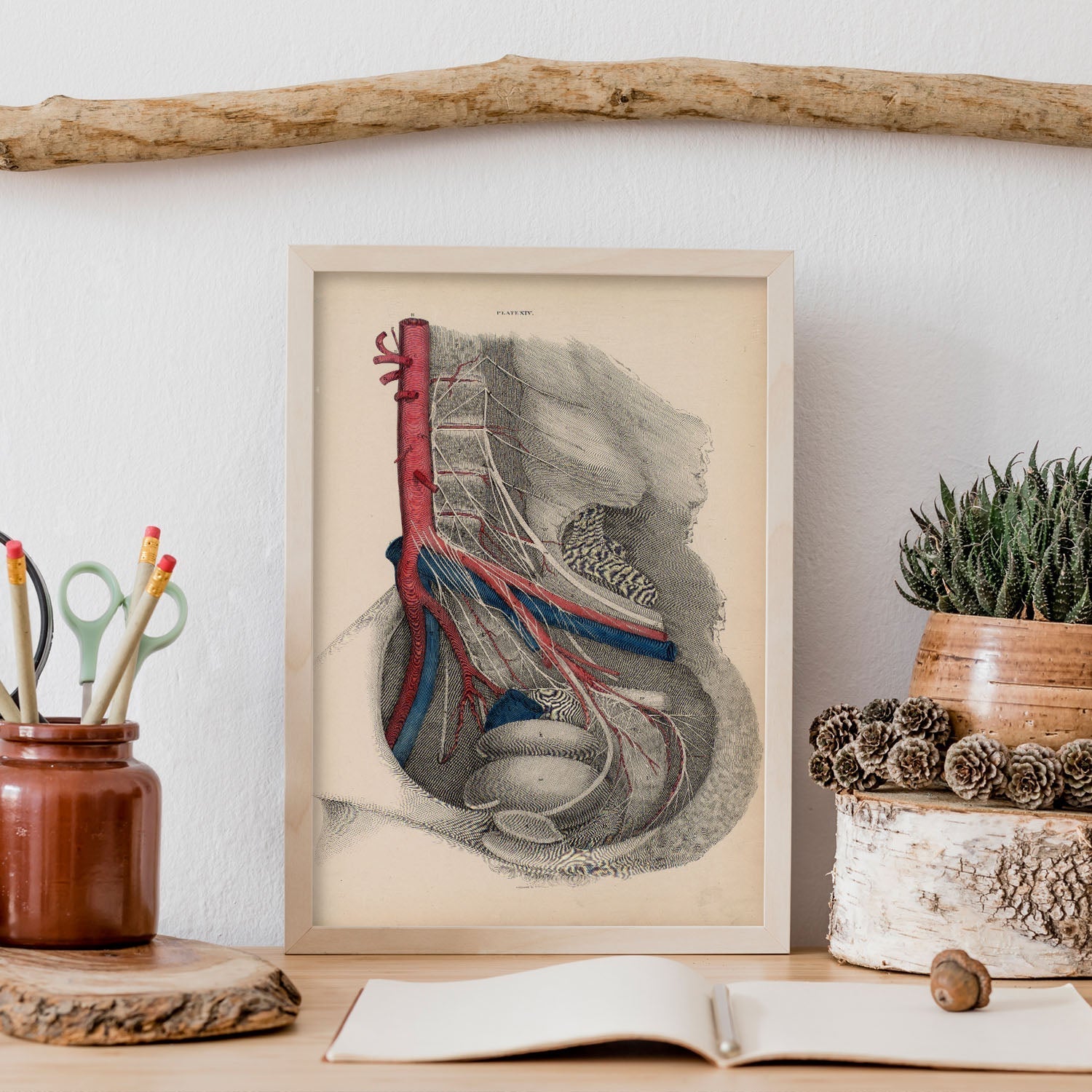 Dissection of the pelvis-Artwork-Nacnic-Nacnic Estudio SL