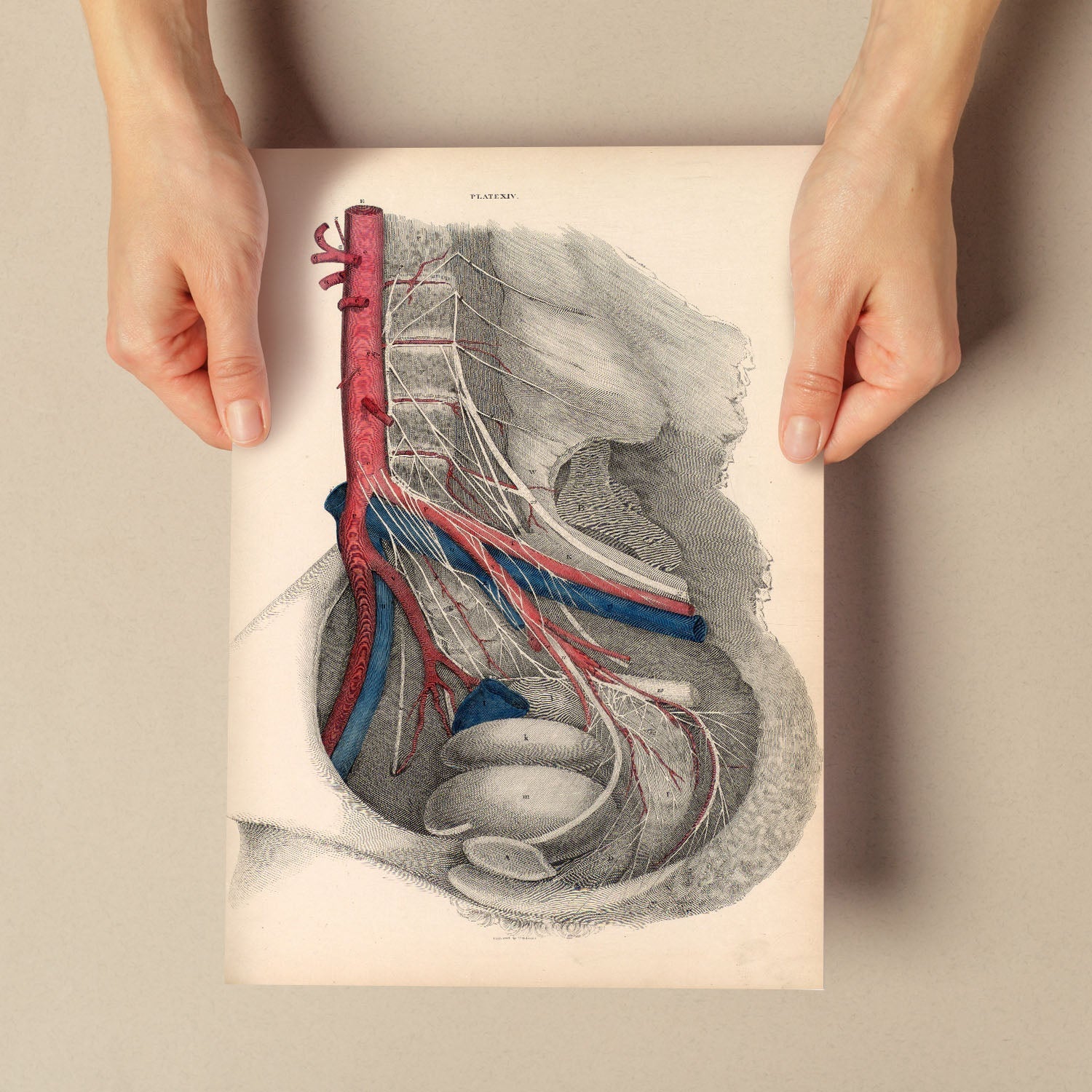 Dissection of the pelvis-Artwork-Nacnic-Nacnic Estudio SL