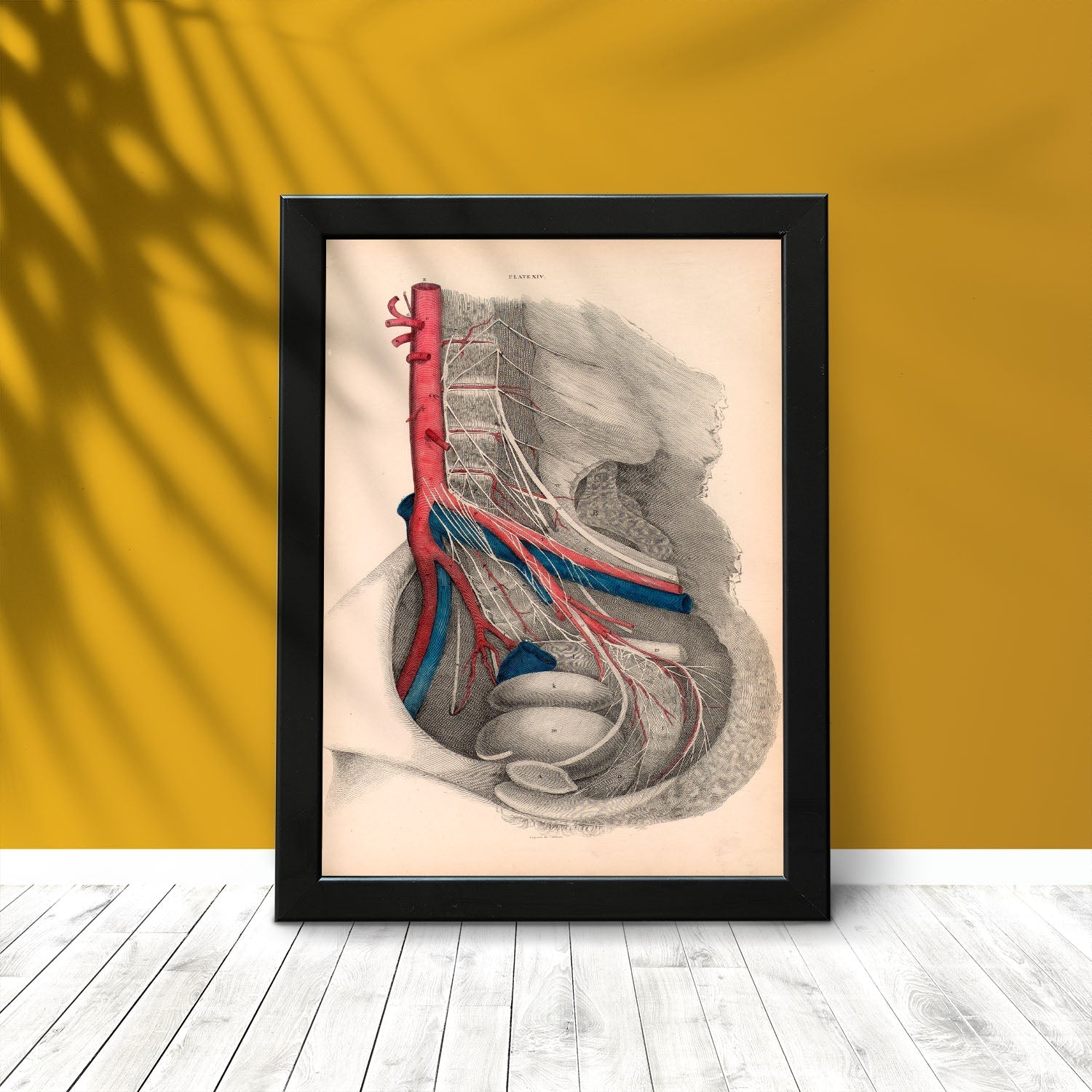 Dissection of the pelvis-Artwork-Nacnic-Nacnic Estudio SL