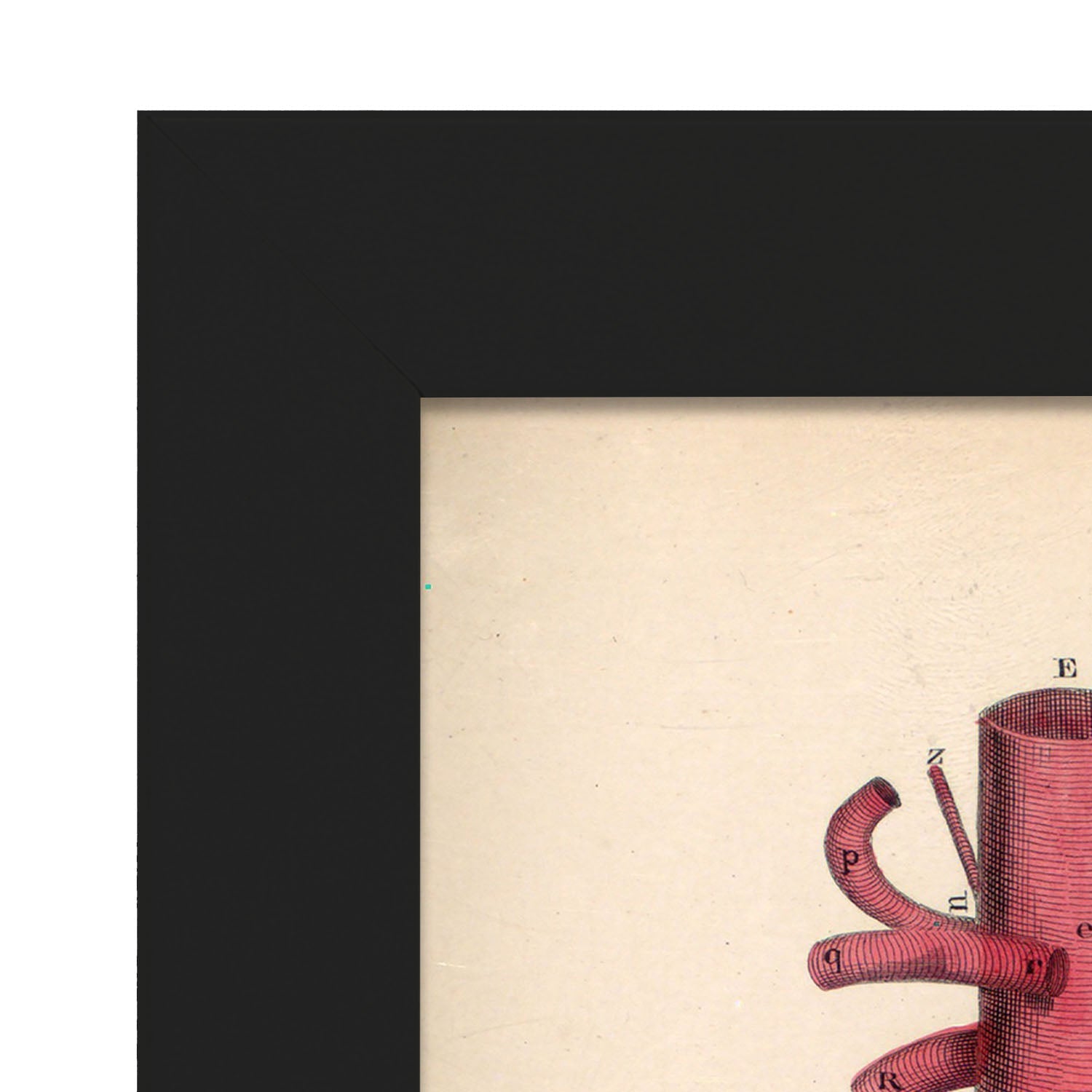 Dissection of the pelvis-Artwork-Nacnic-Nacnic Estudio SL