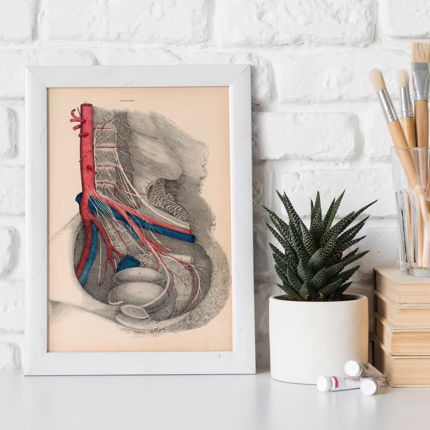 Dissection of the pelvis-Artwork-Nacnic-Nacnic Estudio SL