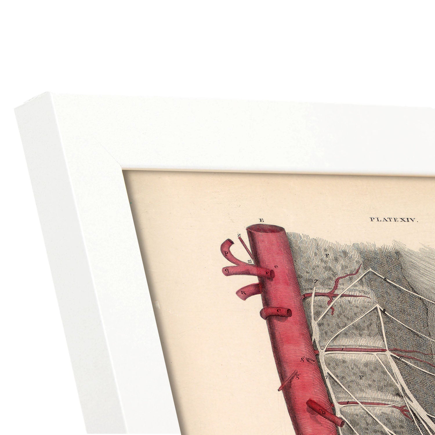 Dissection of the pelvis-Artwork-Nacnic-Nacnic Estudio SL