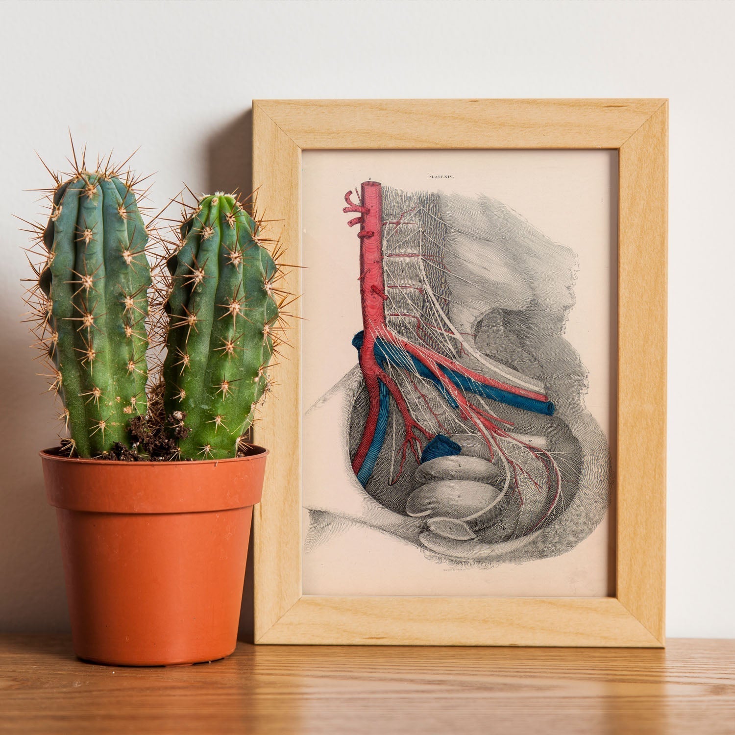 Dissection of the pelvis-Artwork-Nacnic-Nacnic Estudio SL