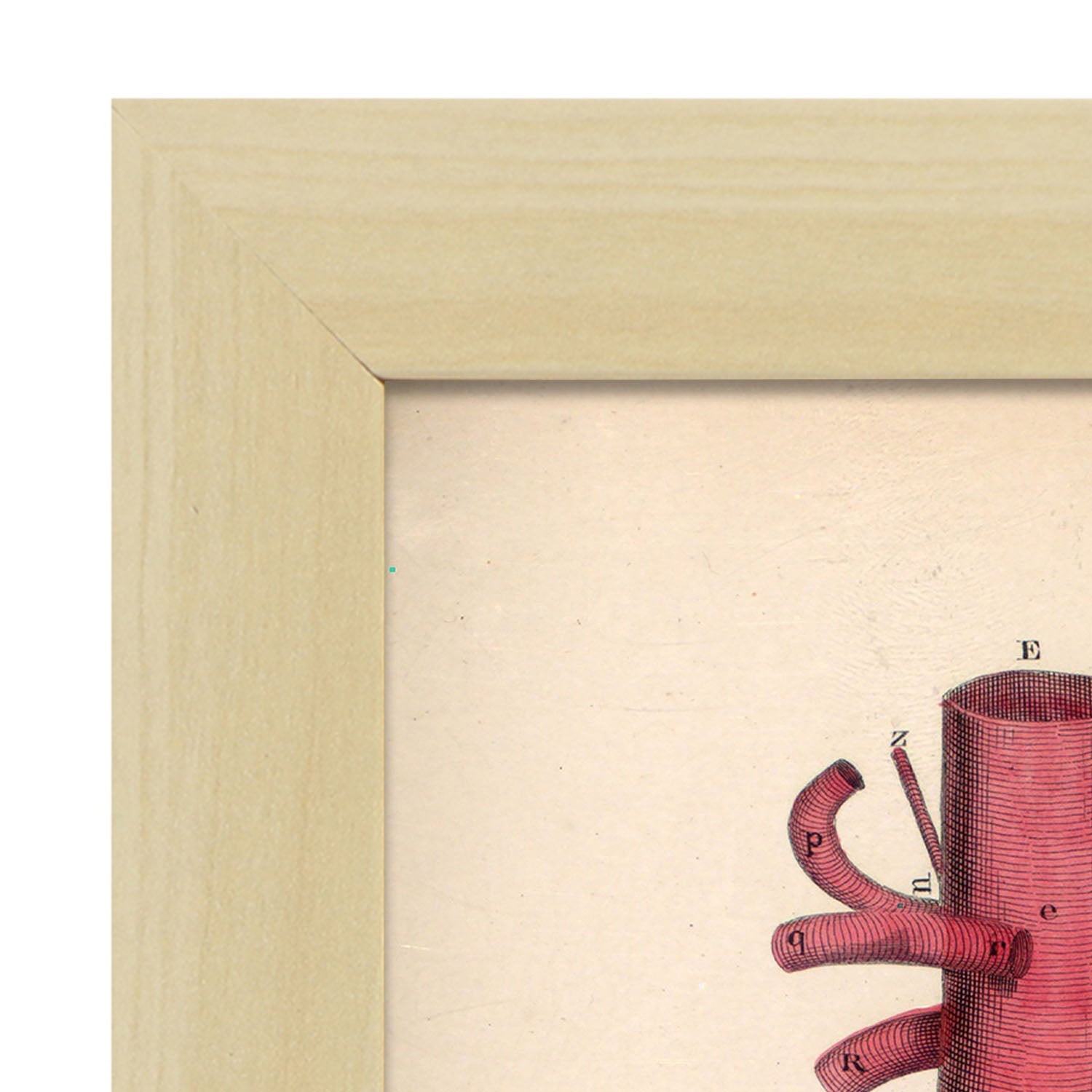 Dissection of the pelvis-Artwork-Nacnic-Nacnic Estudio SL