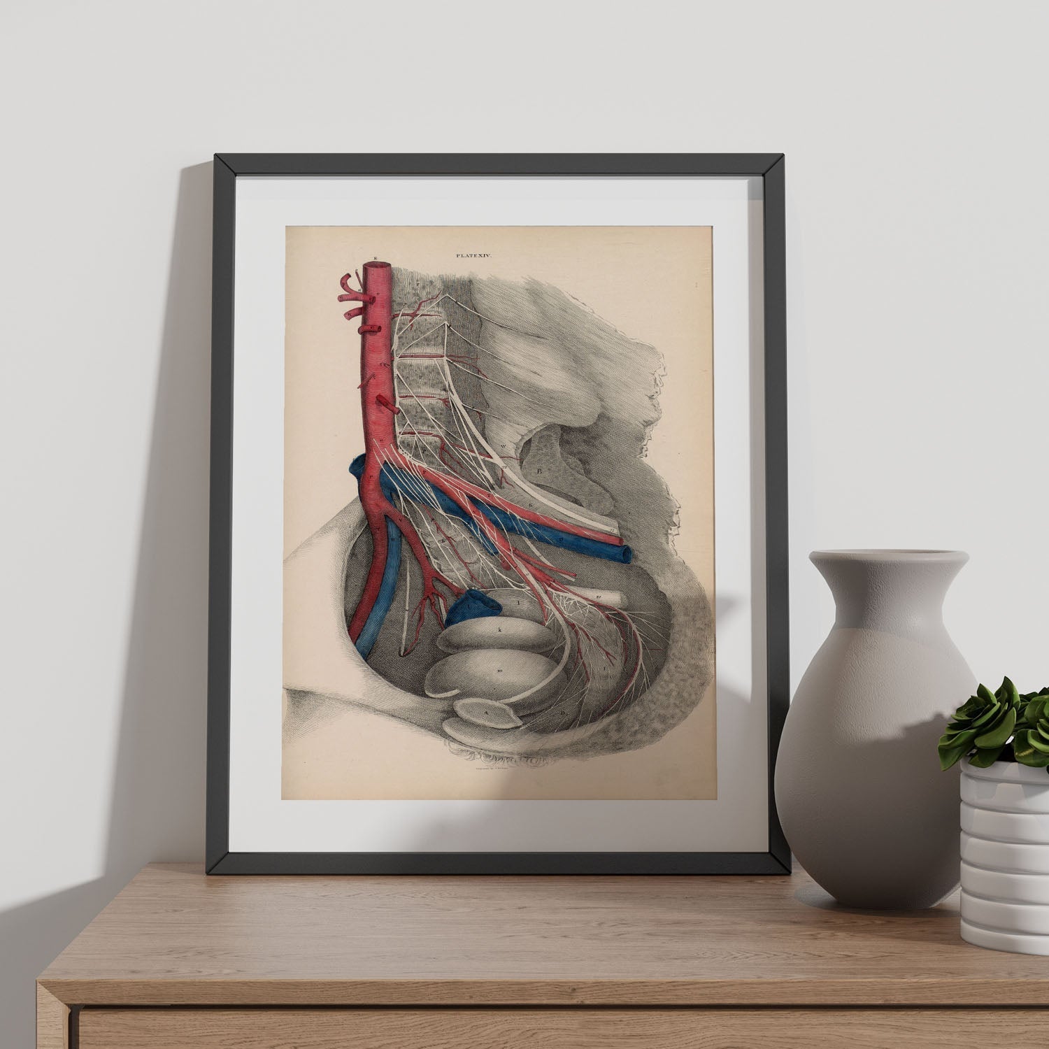 Dissection of the pelvis-Artwork-Nacnic-Nacnic Estudio SL