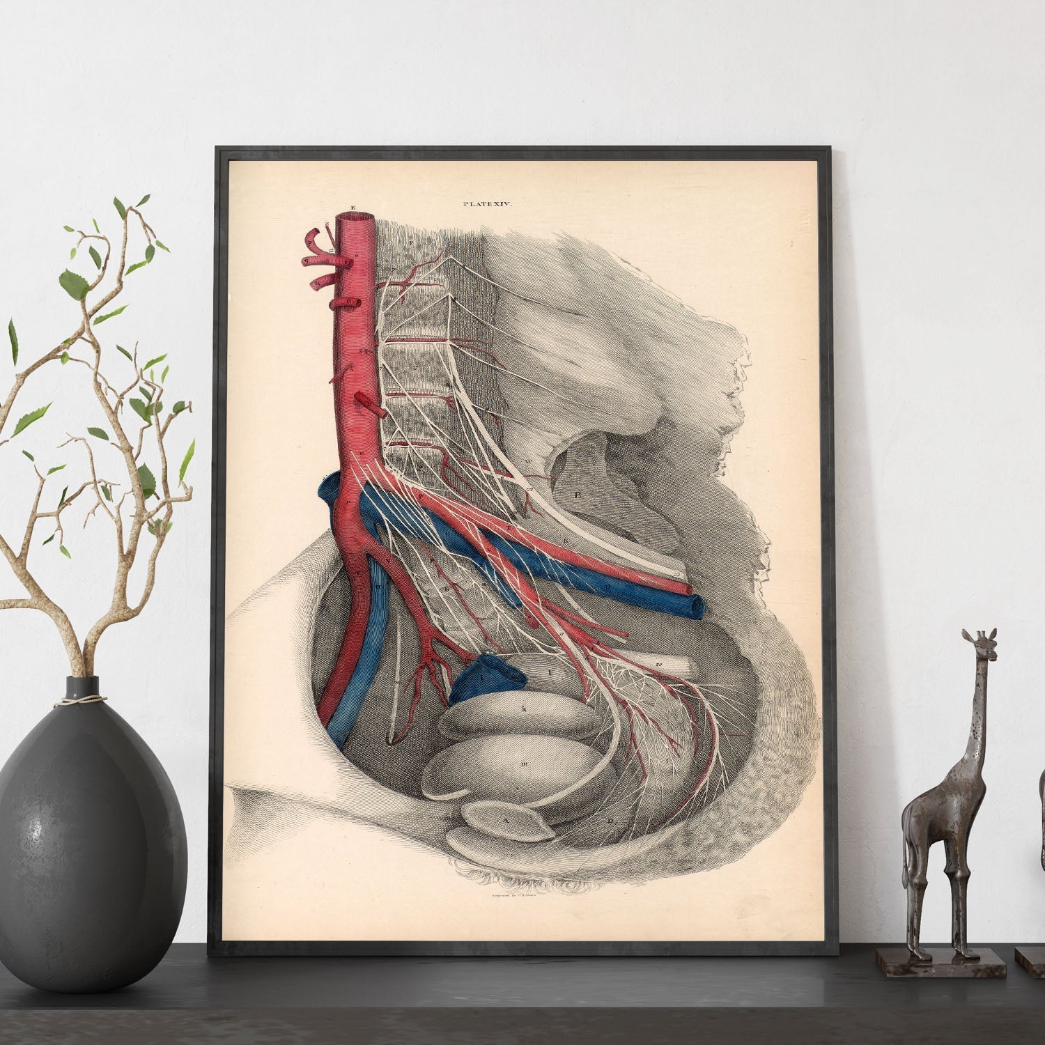 Dissection of the pelvis-Artwork-Nacnic-Nacnic Estudio SL