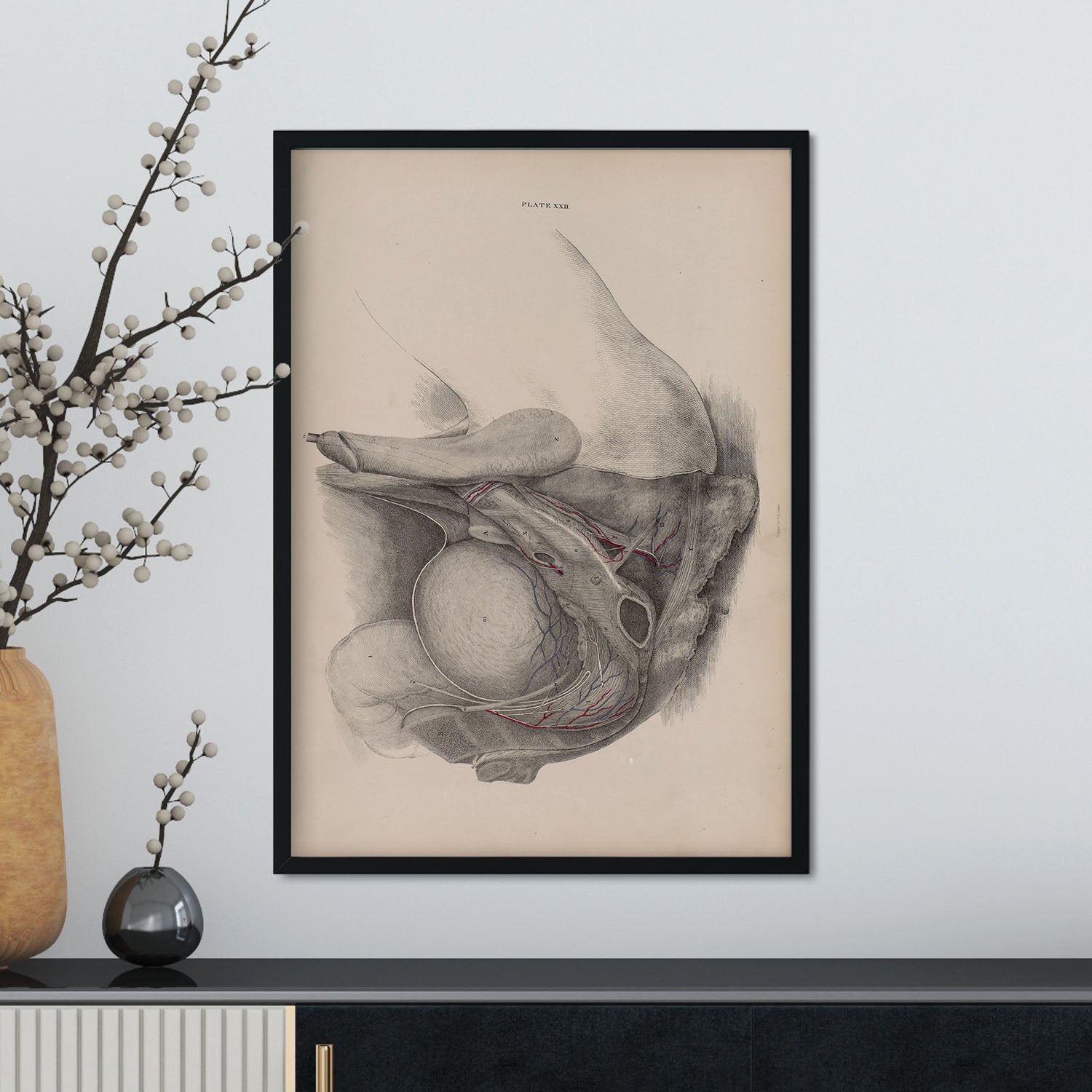 Dissection of the pelvis, urogenital system, male-Artwork-Nacnic-Nacnic Estudio SL