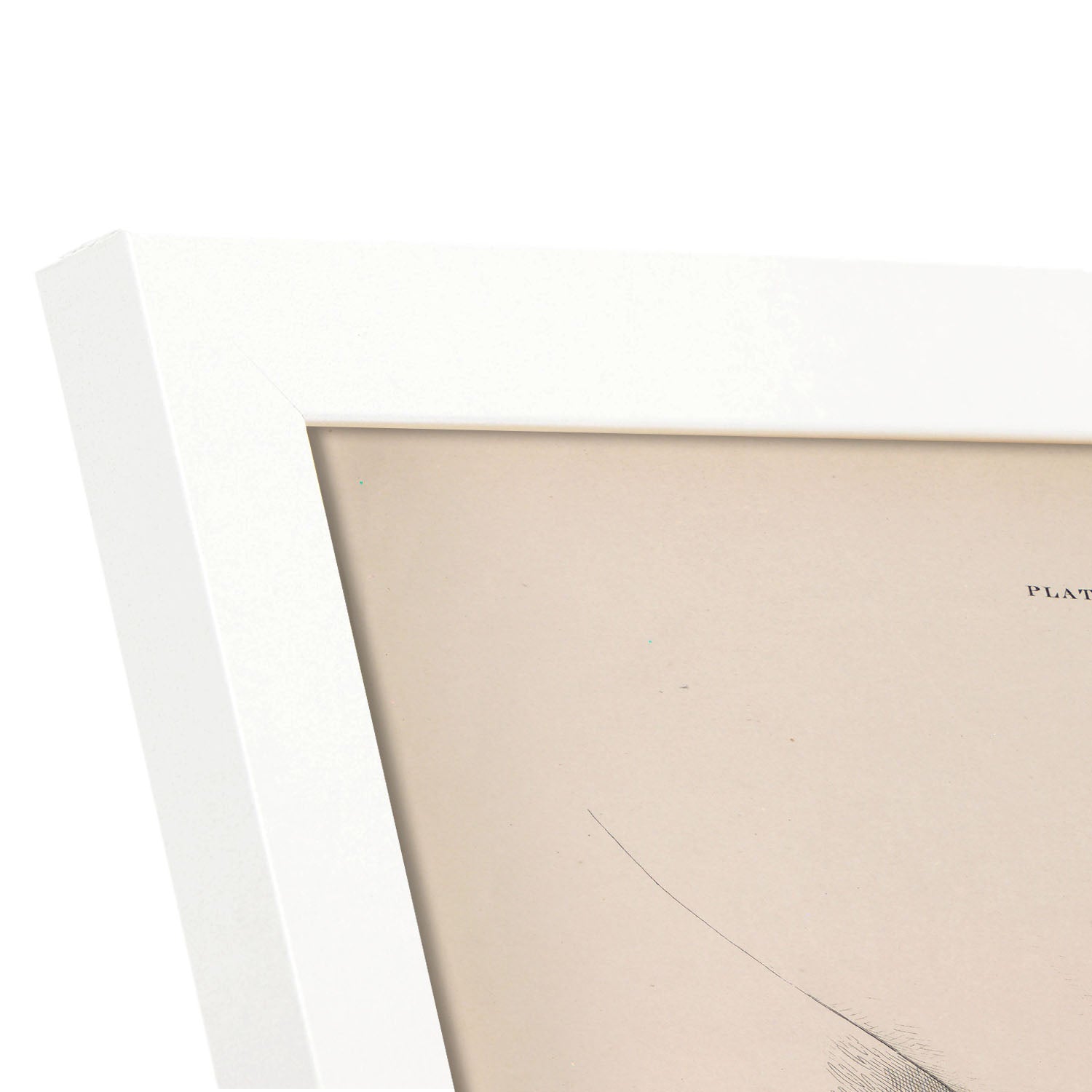 Dissection of the pelvis, urogenital system, male-Artwork-Nacnic-Nacnic Estudio SL