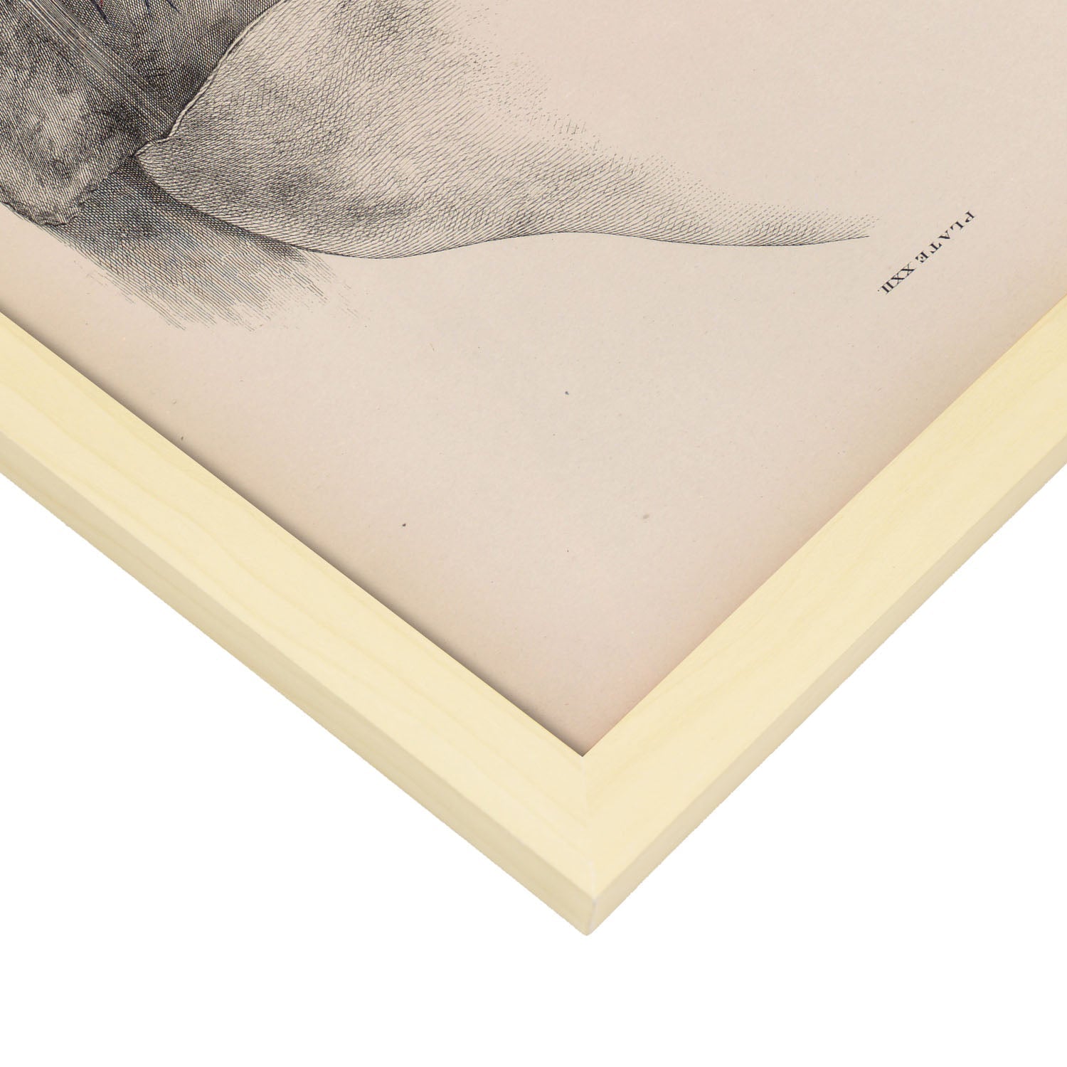 Dissection of the pelvis, urogenital system, male-Artwork-Nacnic-Nacnic Estudio SL