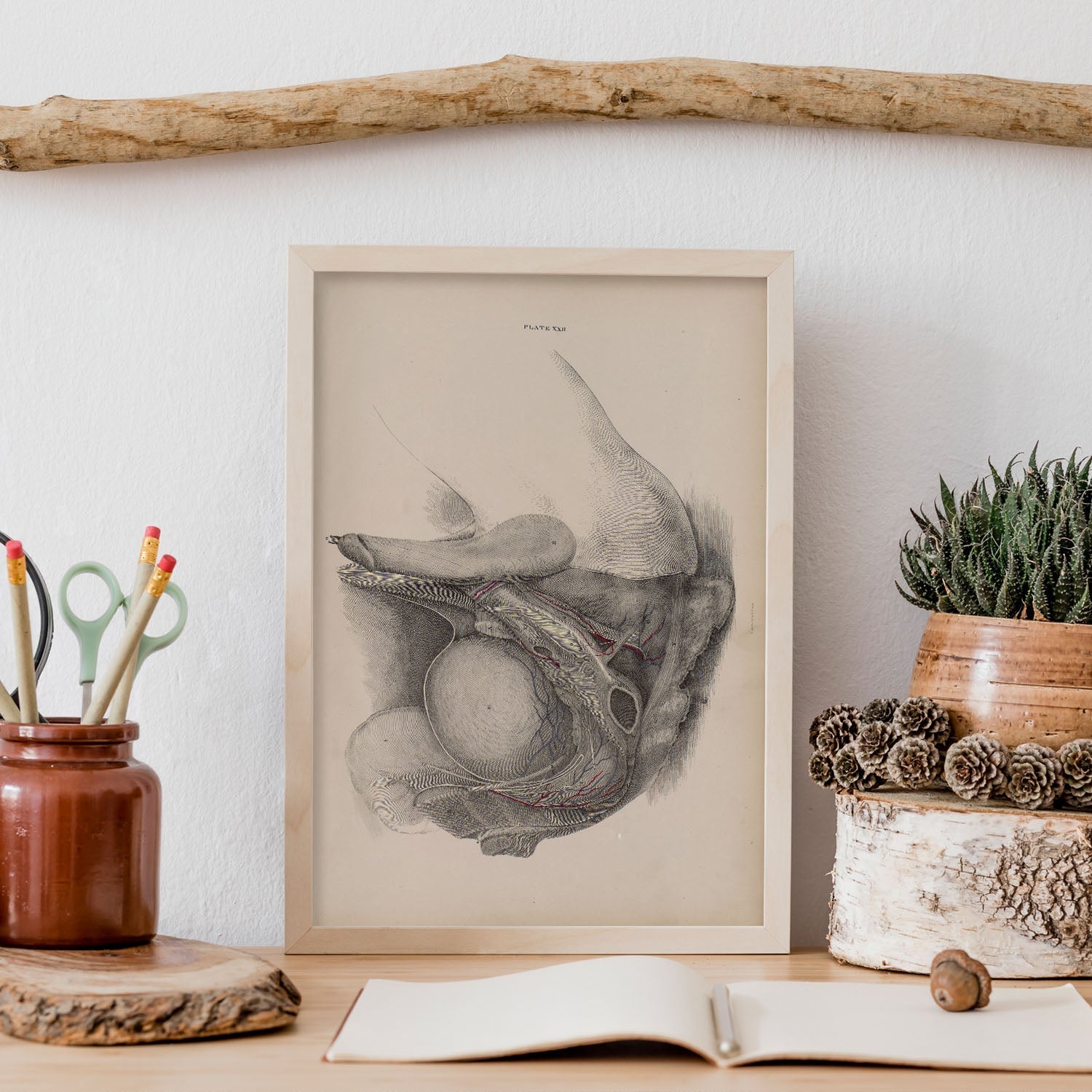 Dissection of the pelvis, urogenital system, male-Artwork-Nacnic-Nacnic Estudio SL