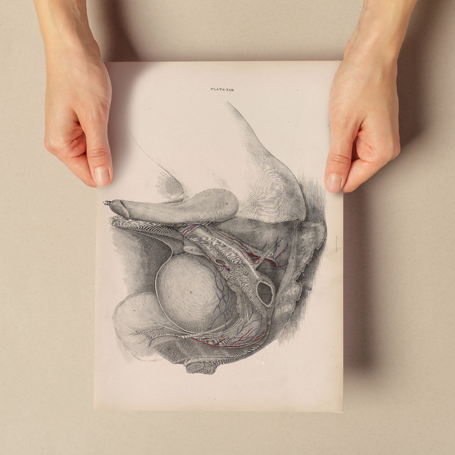 Dissection of the pelvis, urogenital system, male-Artwork-Nacnic-Nacnic Estudio SL