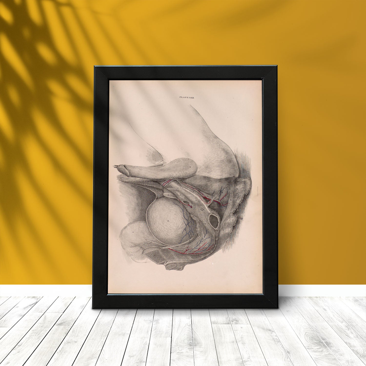 Dissection of the pelvis, urogenital system, male-Artwork-Nacnic-Nacnic Estudio SL