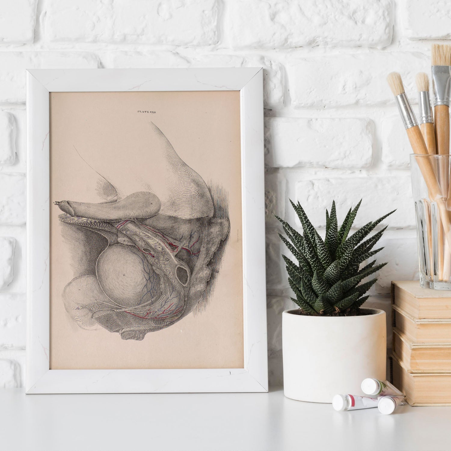 Dissection of the pelvis, urogenital system, male-Artwork-Nacnic-Nacnic Estudio SL