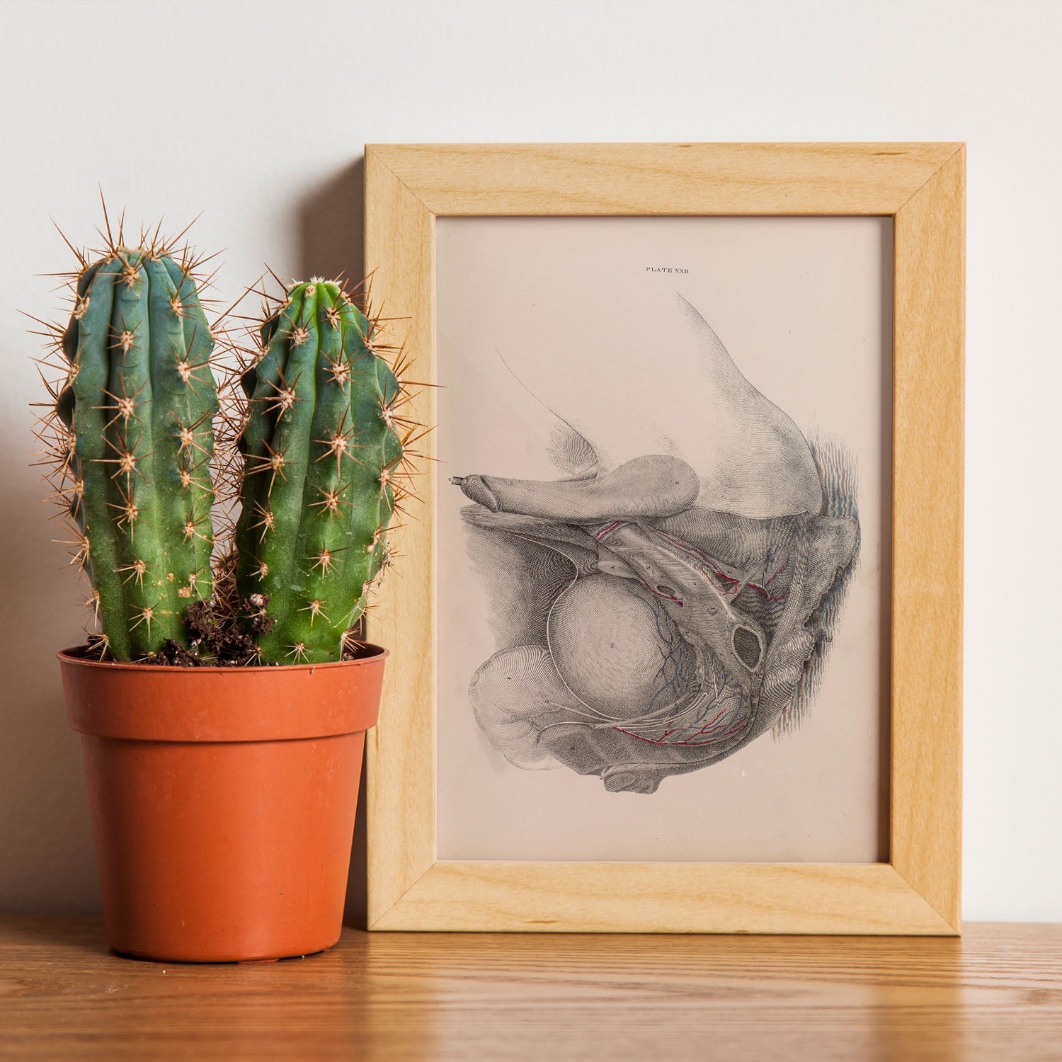 Dissection of the pelvis, urogenital system, male-Artwork-Nacnic-Nacnic Estudio SL