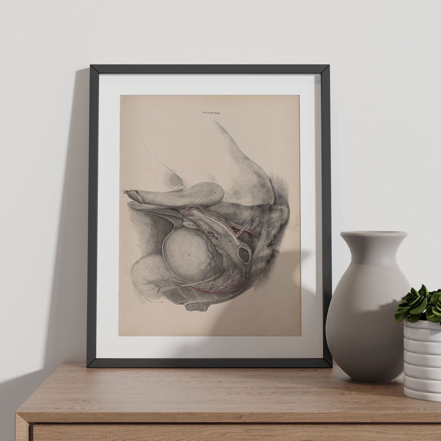 Dissection of the pelvis, urogenital system, male-Artwork-Nacnic-Nacnic Estudio SL