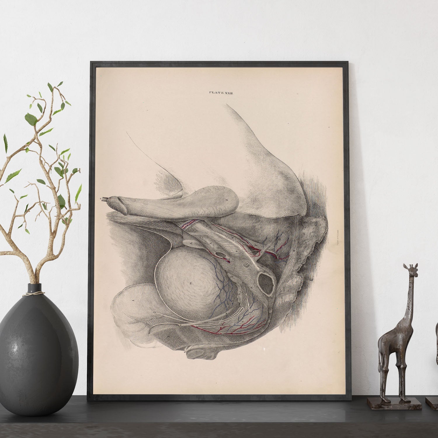Dissection of the pelvis, urogenital system, male-Artwork-Nacnic-Nacnic Estudio SL