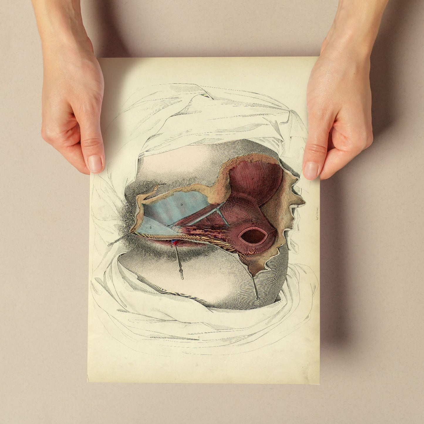 Dissection of the perineum, female-Artwork-Nacnic-Nacnic Estudio SL