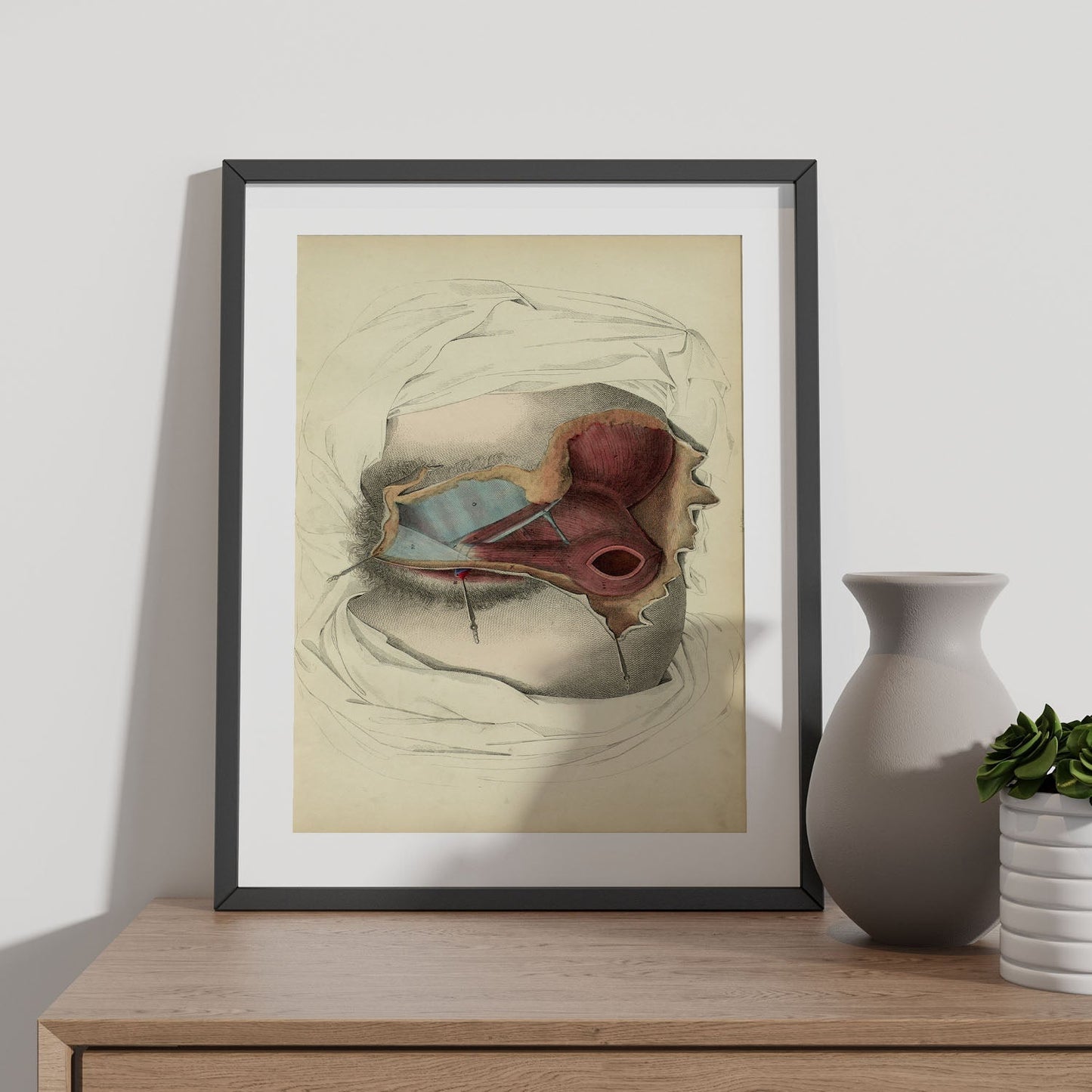 Dissection of the perineum, female-Artwork-Nacnic-Nacnic Estudio SL