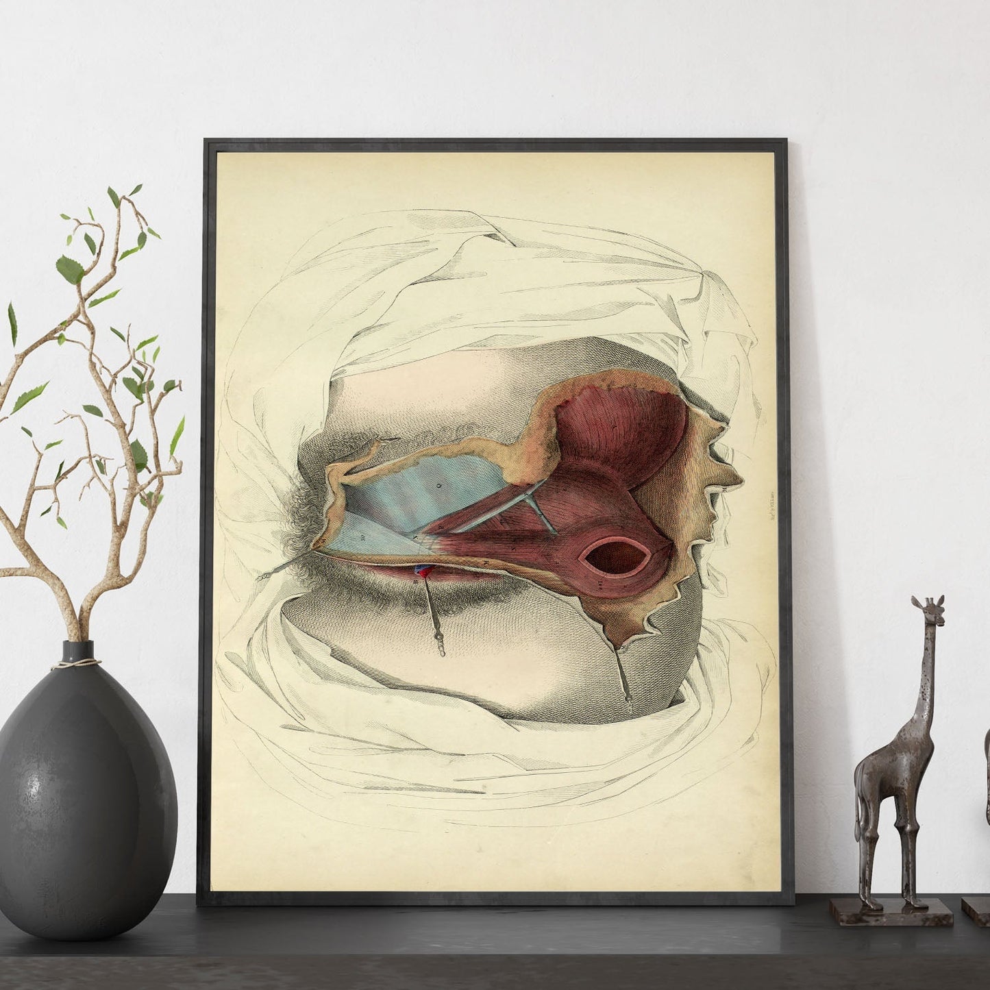 Dissection of the perineum, female-Artwork-Nacnic-Nacnic Estudio SL