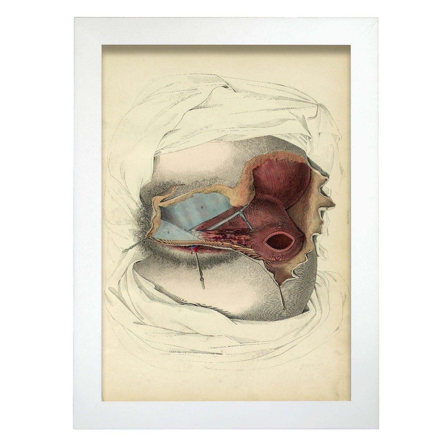 Dissection of the perineum, female-Artwork-Nacnic-A4-Marco Blanco-Nacnic Estudio SL