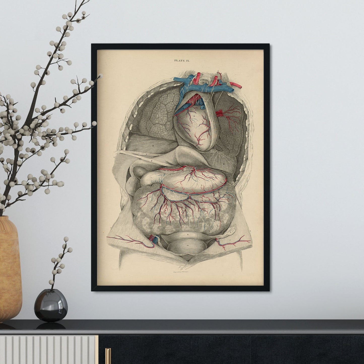 Dissection of the thorax and abdomen-Artwork-Nacnic-Nacnic Estudio SL