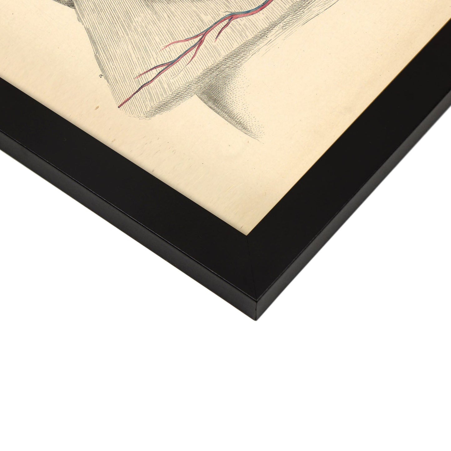 Dissection of the thorax and abdomen-Artwork-Nacnic-Nacnic Estudio SL