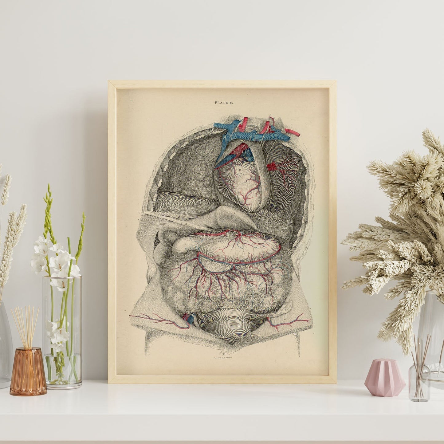 Dissection of the thorax and abdomen-Artwork-Nacnic-Nacnic Estudio SL
