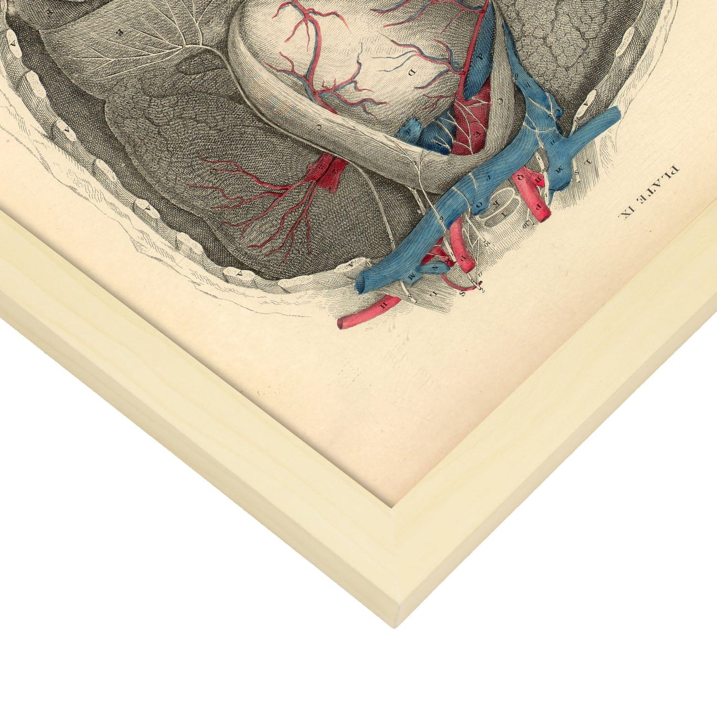 Dissection of the thorax and abdomen-Artwork-Nacnic-Nacnic Estudio SL