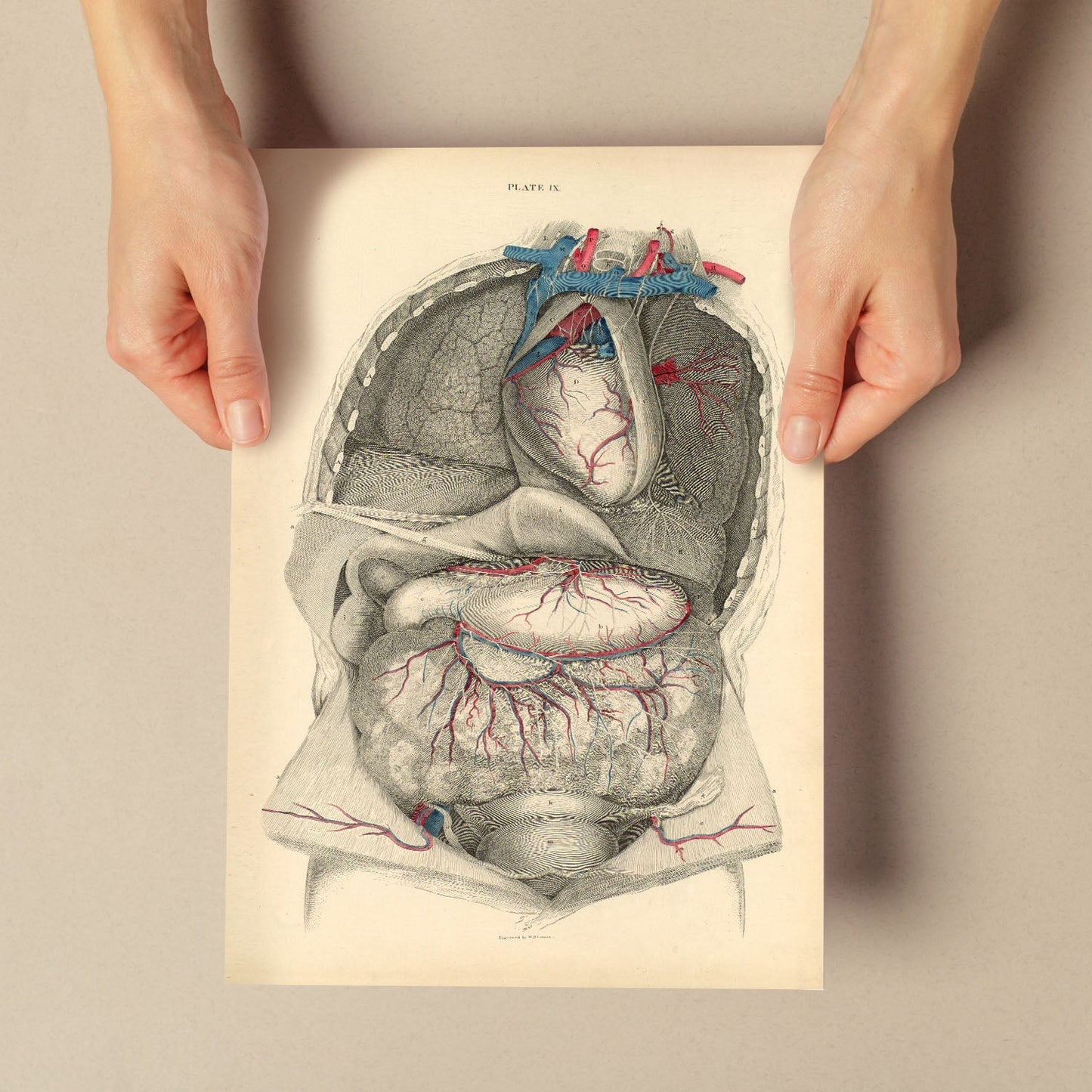 Dissection of the thorax and abdomen-Artwork-Nacnic-Nacnic Estudio SL