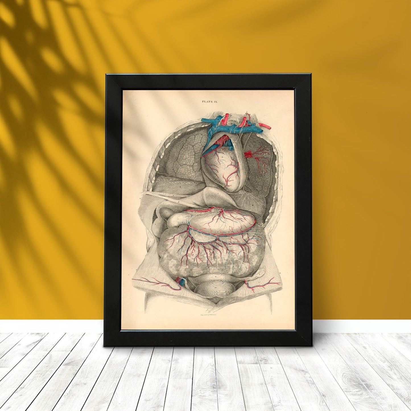Dissection of the thorax and abdomen-Artwork-Nacnic-Nacnic Estudio SL