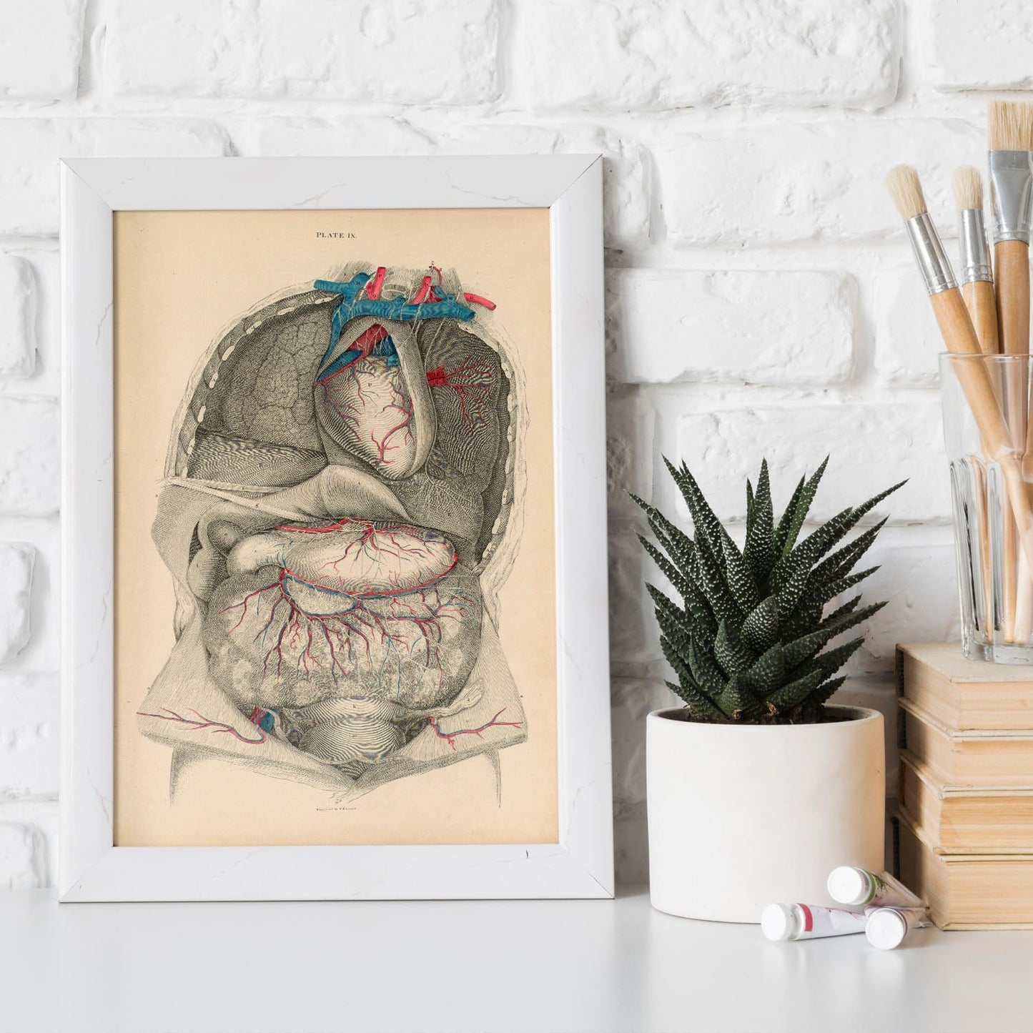Dissection of the thorax and abdomen-Artwork-Nacnic-Nacnic Estudio SL