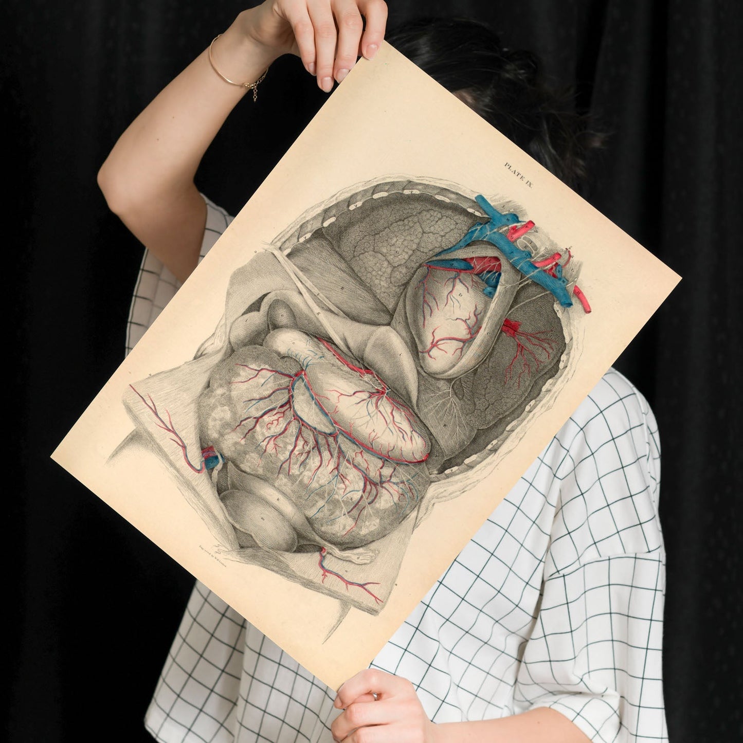 Dissection of the thorax and abdomen-Artwork-Nacnic-Nacnic Estudio SL