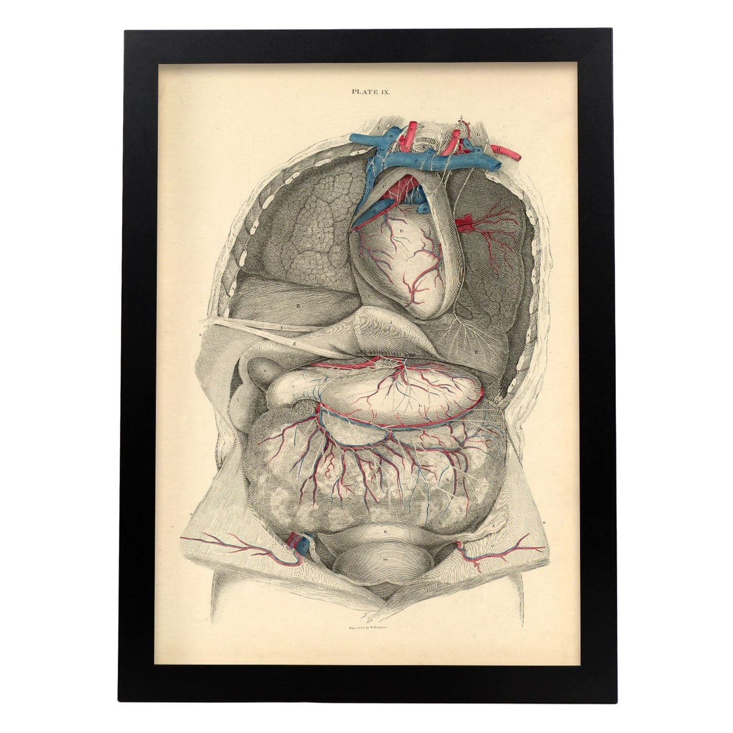 Dissection of the thorax and abdomen-Artwork-Nacnic-A3-Sin marco-Nacnic Estudio SL