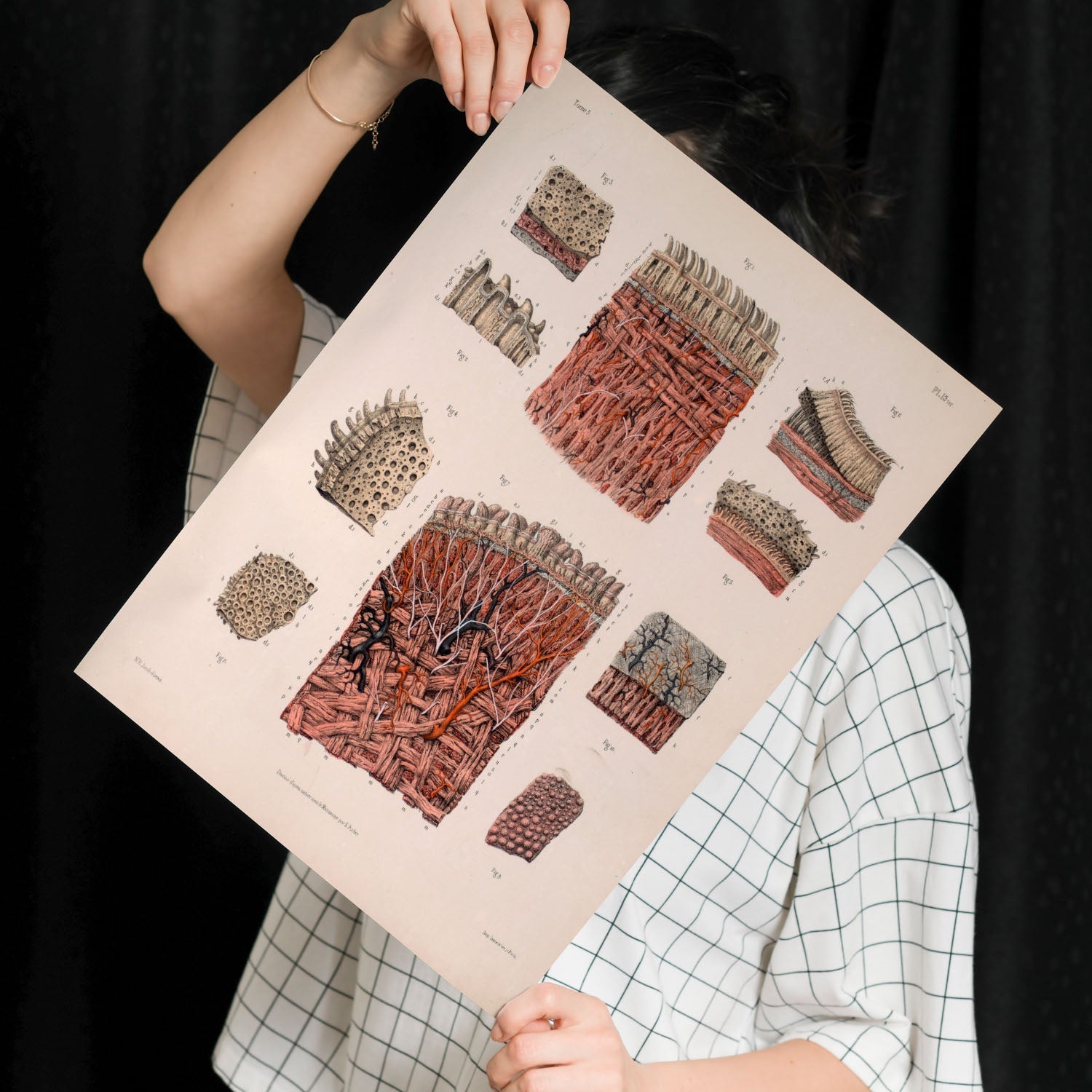 Dissection of the tongue-Artwork-Nacnic-Nacnic Estudio SL