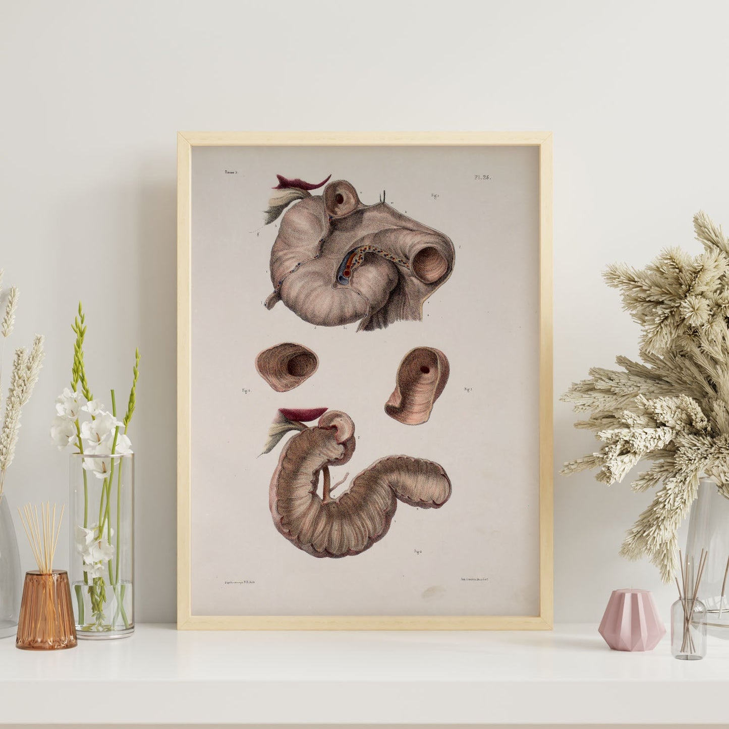 Duodenum-Artwork-Nacnic-Nacnic Estudio SL