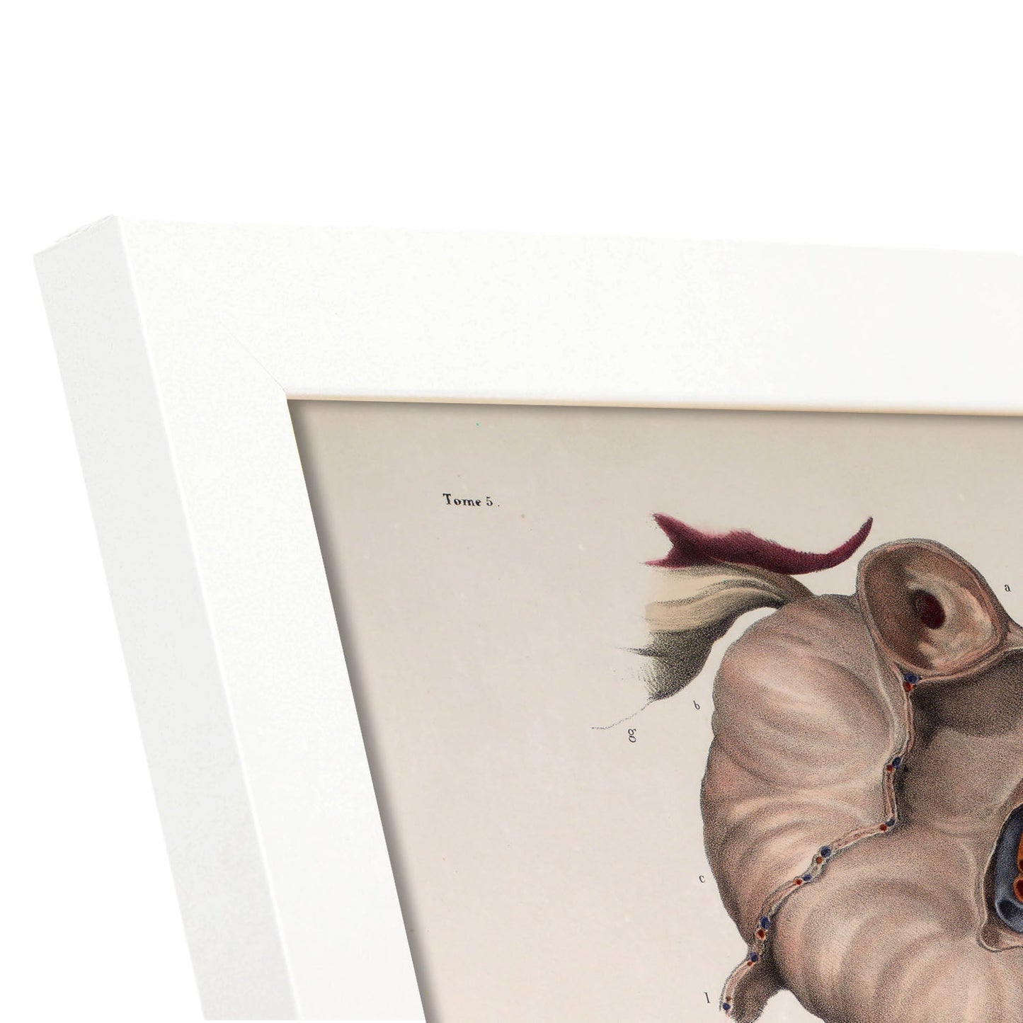 Duodenum-Artwork-Nacnic-Nacnic Estudio SL