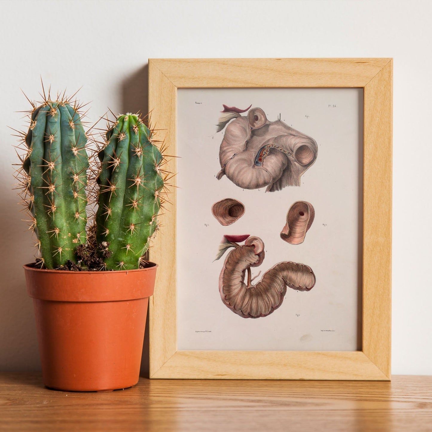 Duodenum-Artwork-Nacnic-Nacnic Estudio SL