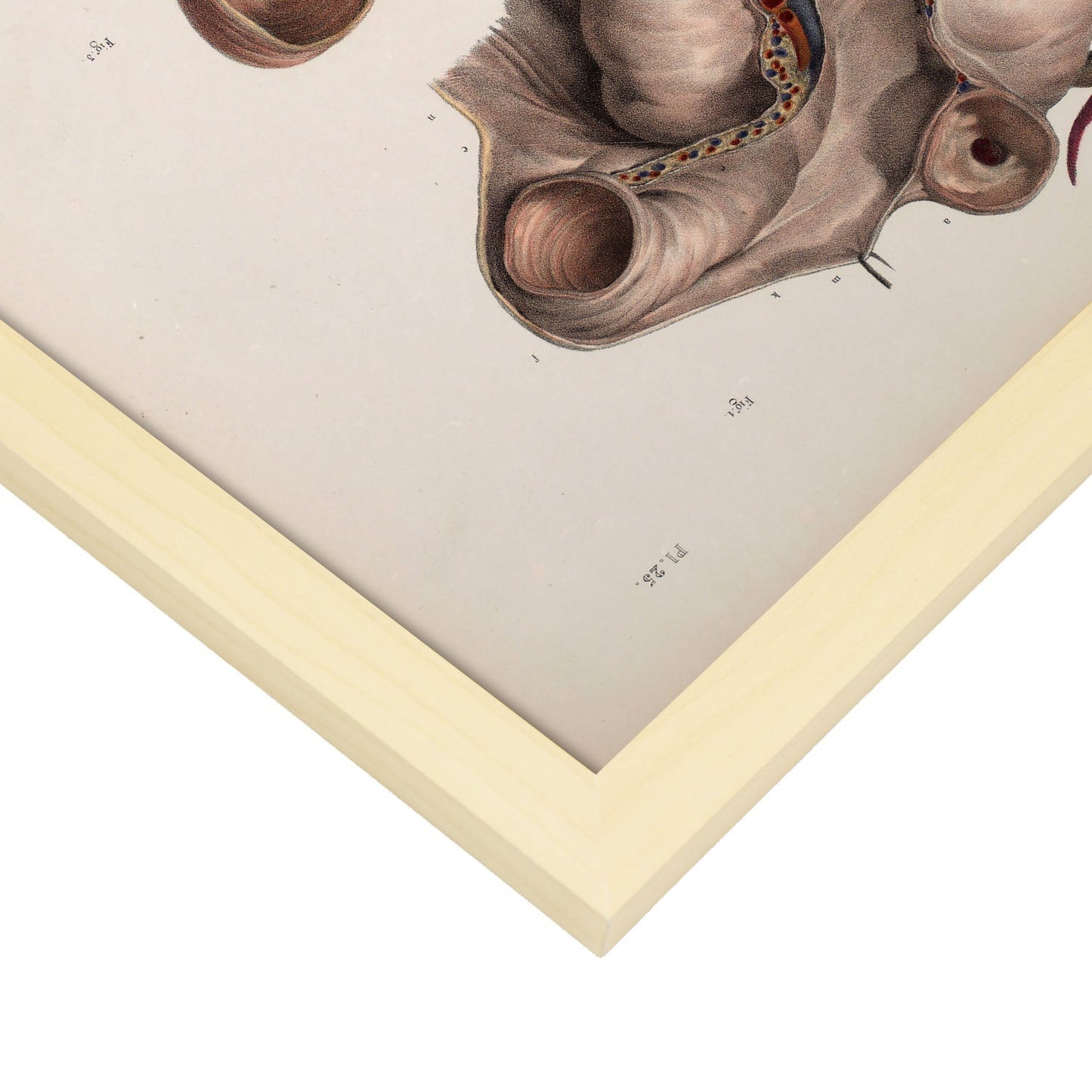Duodenum-Artwork-Nacnic-Nacnic Estudio SL