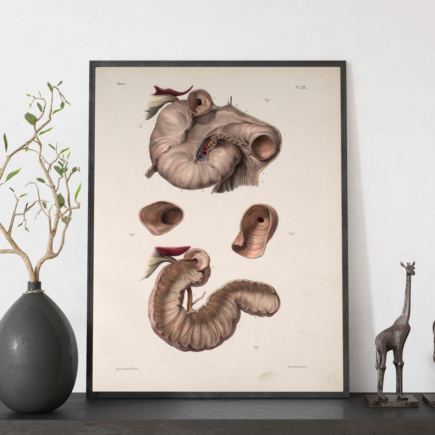 Duodenum-Artwork-Nacnic-Nacnic Estudio SL