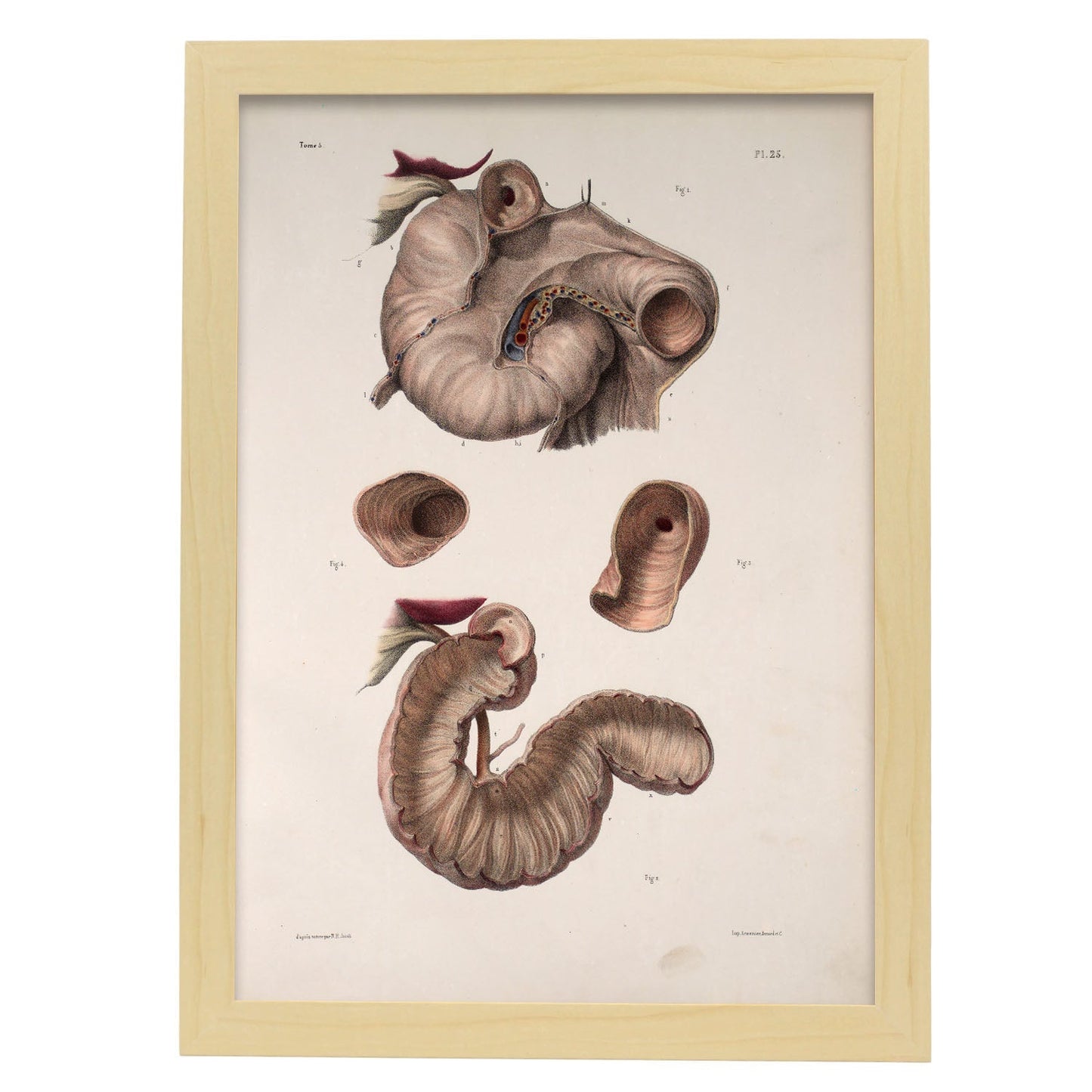 Duodenum-Artwork-Nacnic-A3-Marco Madera clara-Nacnic Estudio SL