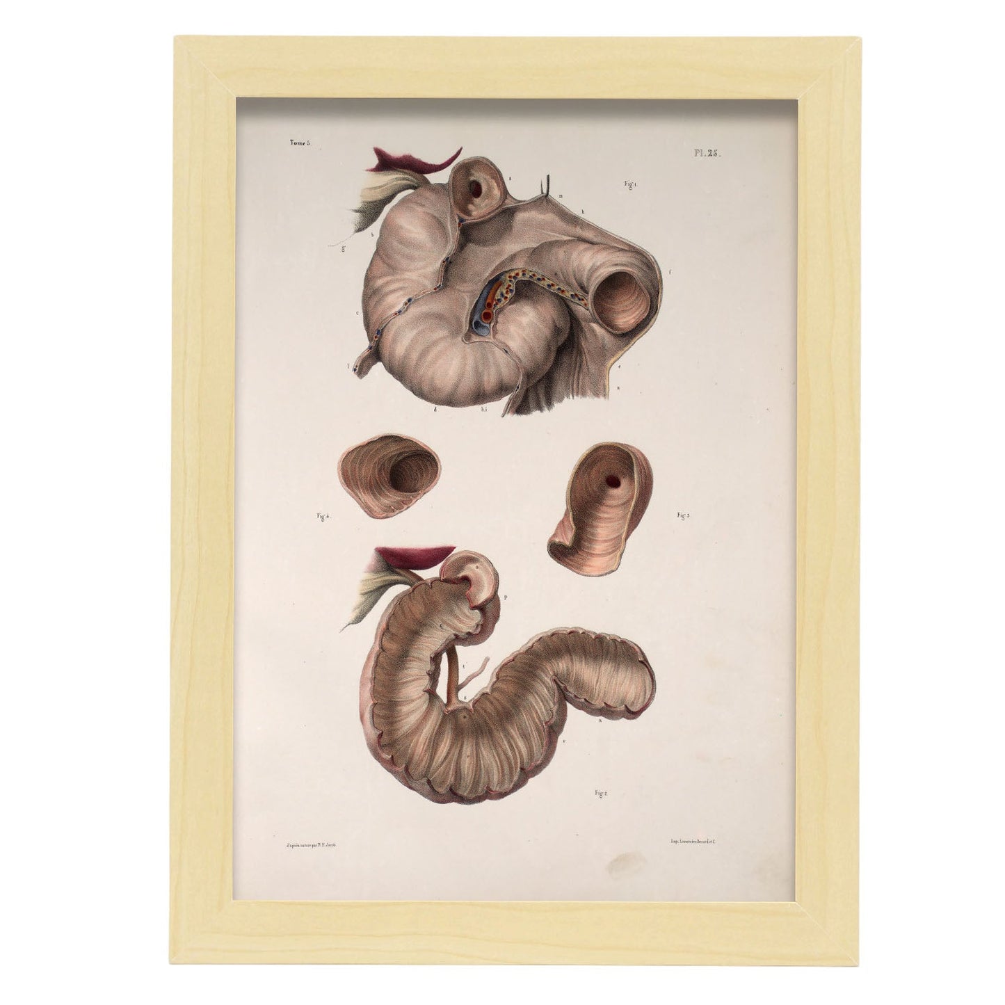 Duodenum-Artwork-Nacnic-A4-Marco Madera clara-Nacnic Estudio SL