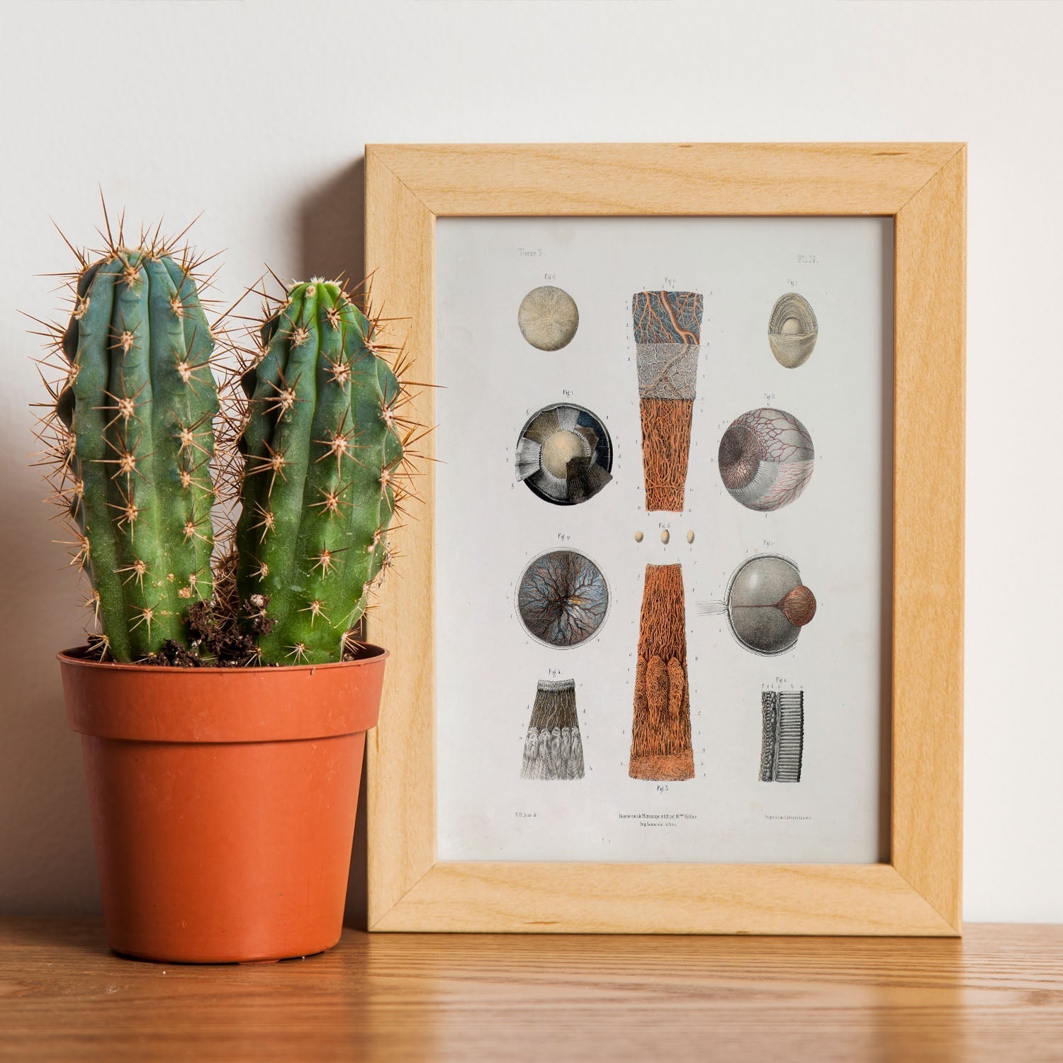 Eye-Artwork-Nacnic-Nacnic Estudio SL