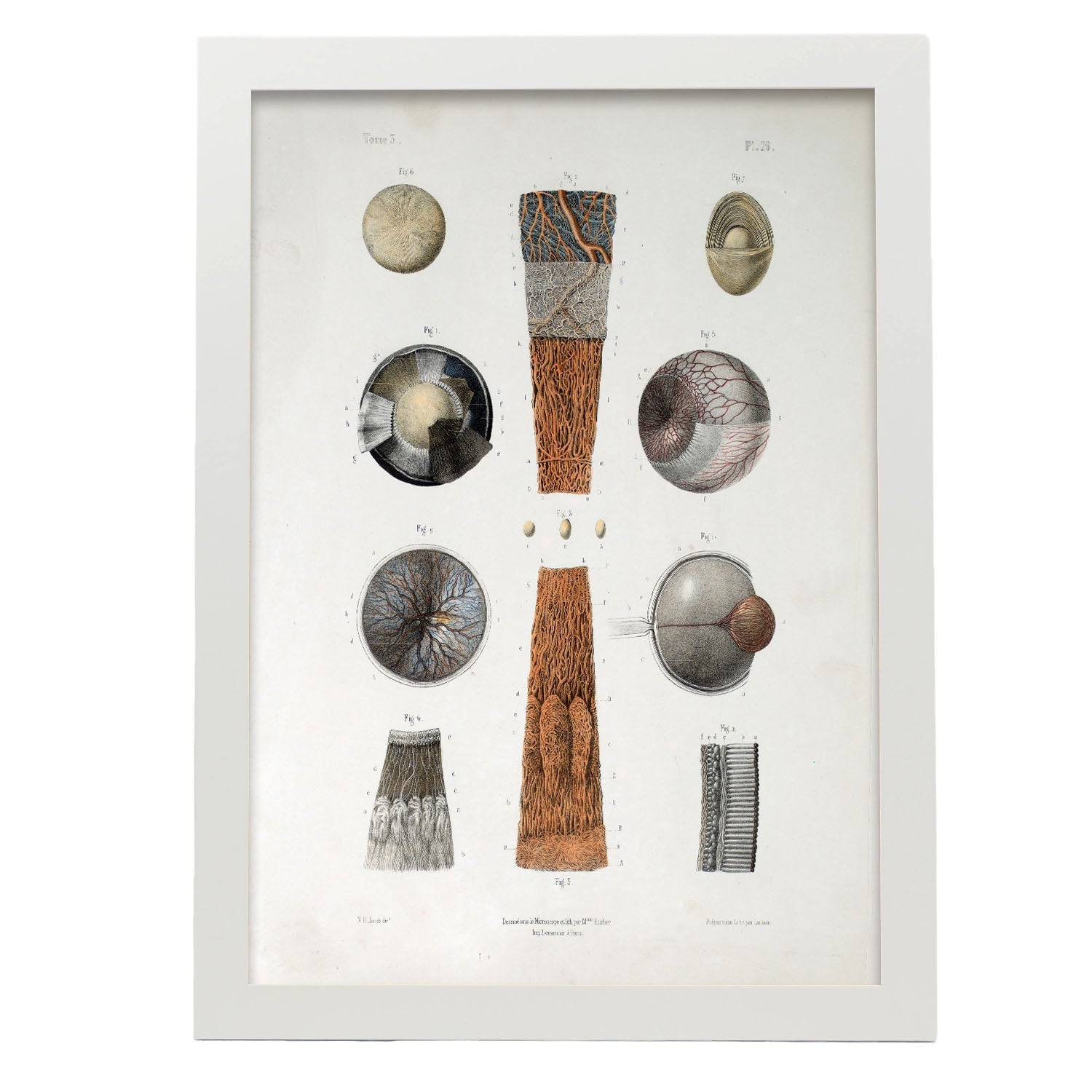 Eye-Artwork-Nacnic-A3-Marco Blanco-Nacnic Estudio SL