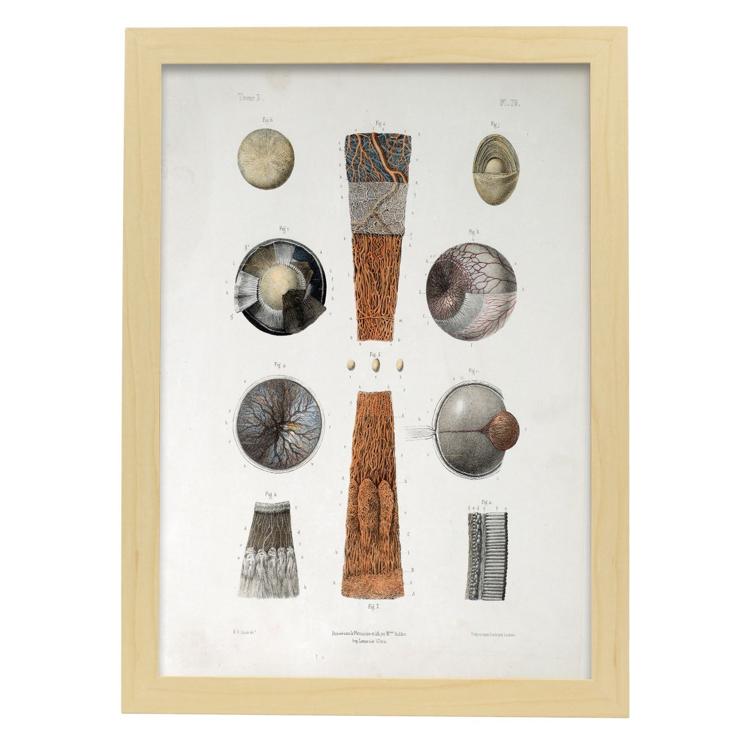 Eye-Artwork-Nacnic-A3-Marco Madera clara-Nacnic Estudio SL