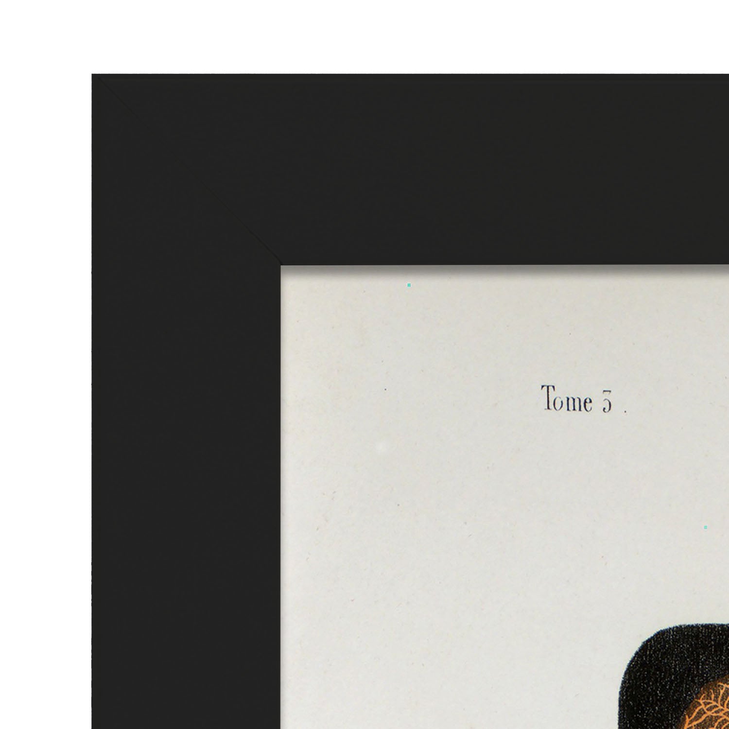 Eye, dissected and shown under a microscope-Artwork-Nacnic-Nacnic Estudio SL