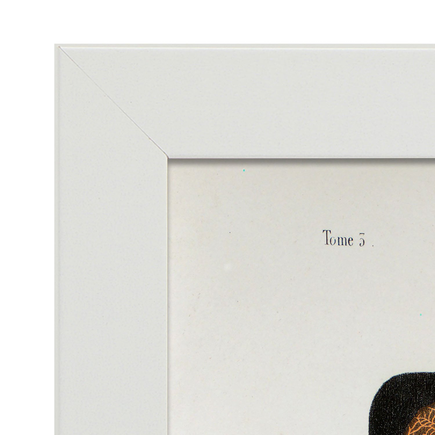 Eye, dissected and shown under a microscope-Artwork-Nacnic-Nacnic Estudio SL