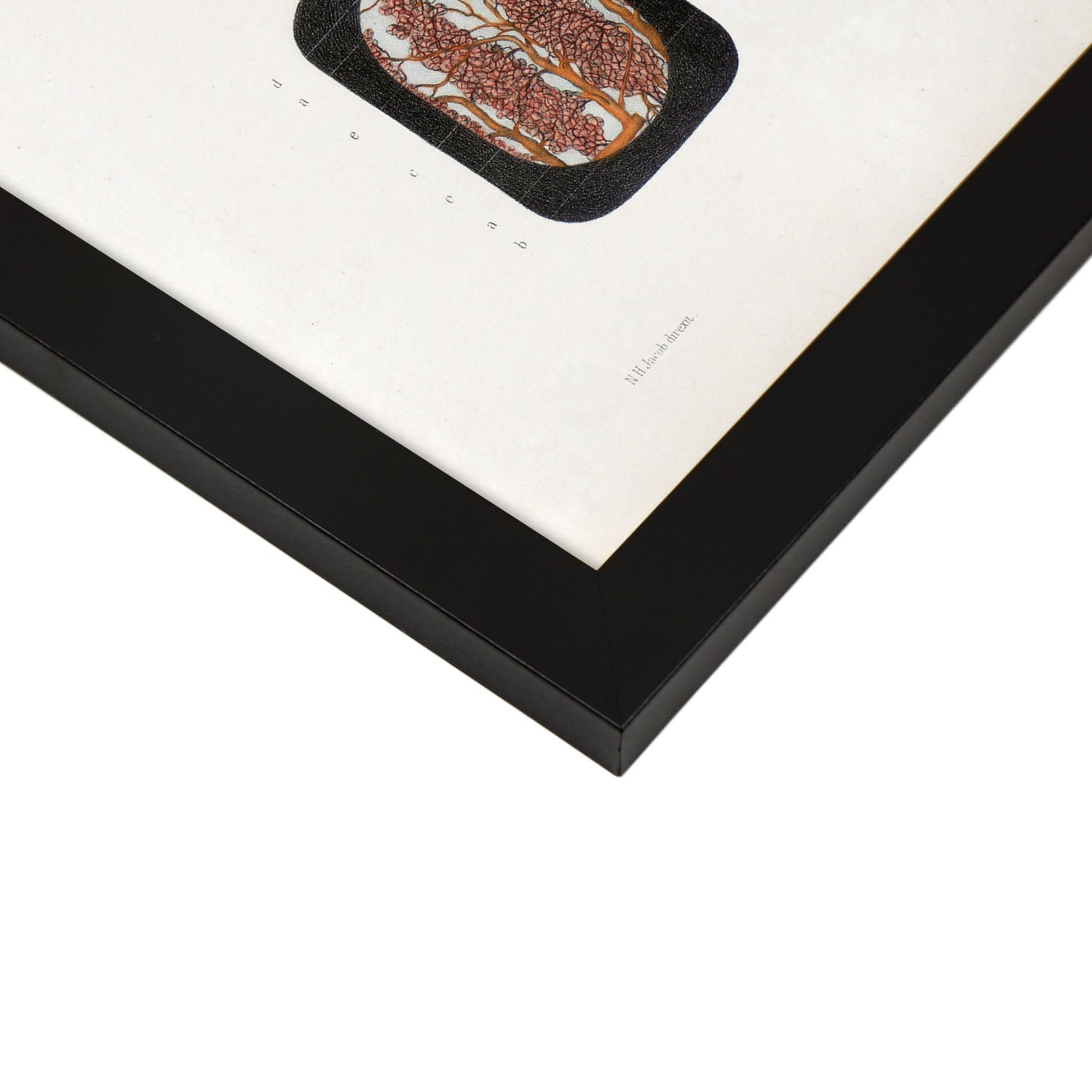 Eye, dissected and shown under a microscope-Artwork-Nacnic-Nacnic Estudio SL