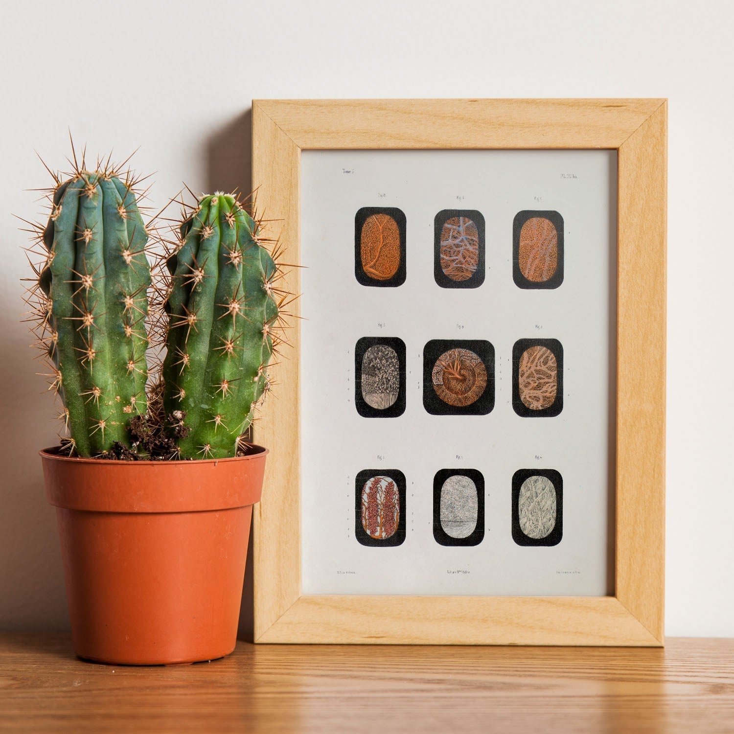 Eye, dissected and shown under a microscope-Artwork-Nacnic-Nacnic Estudio SL