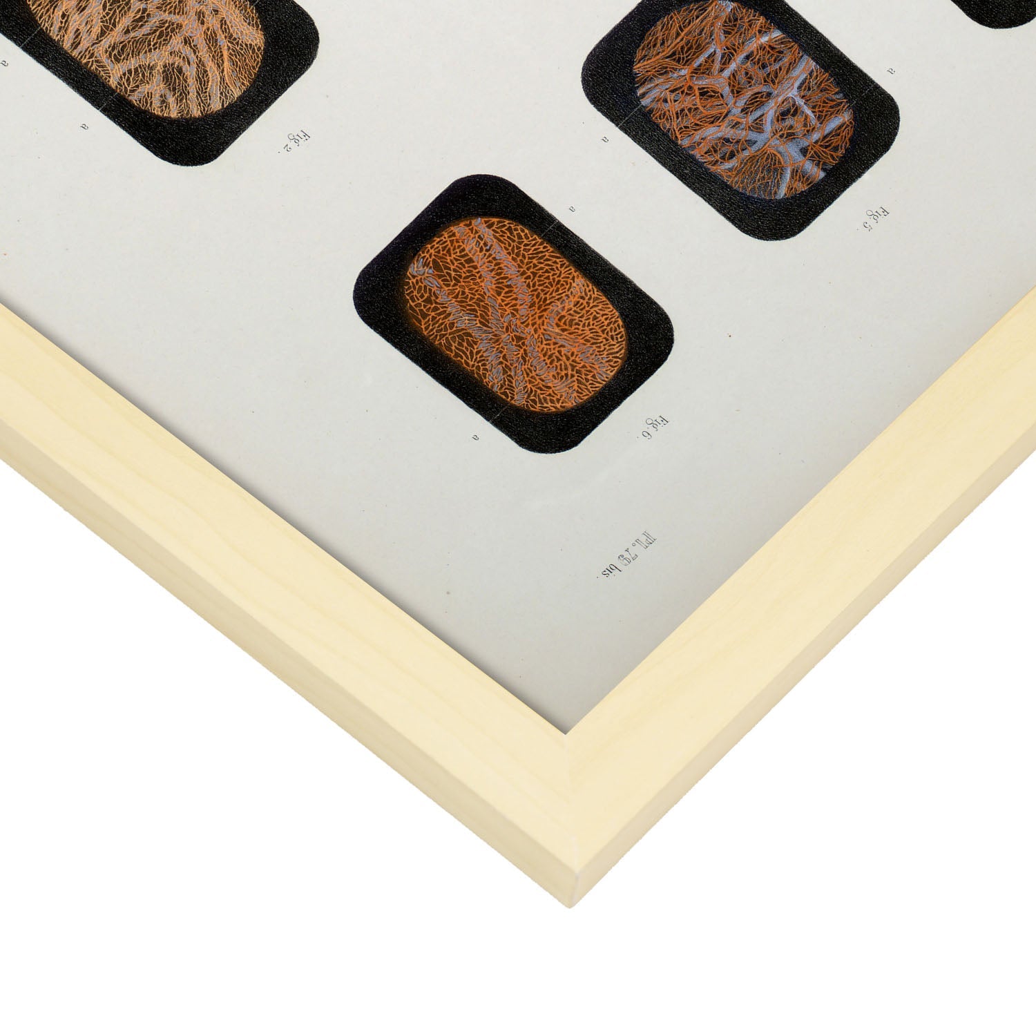 Eye, dissected and shown under a microscope-Artwork-Nacnic-Nacnic Estudio SL