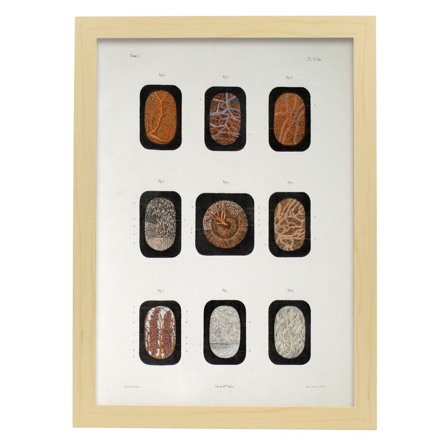 Eye, dissected and shown under a microscope-Artwork-Nacnic-A3-Marco Madera clara-Nacnic Estudio SL